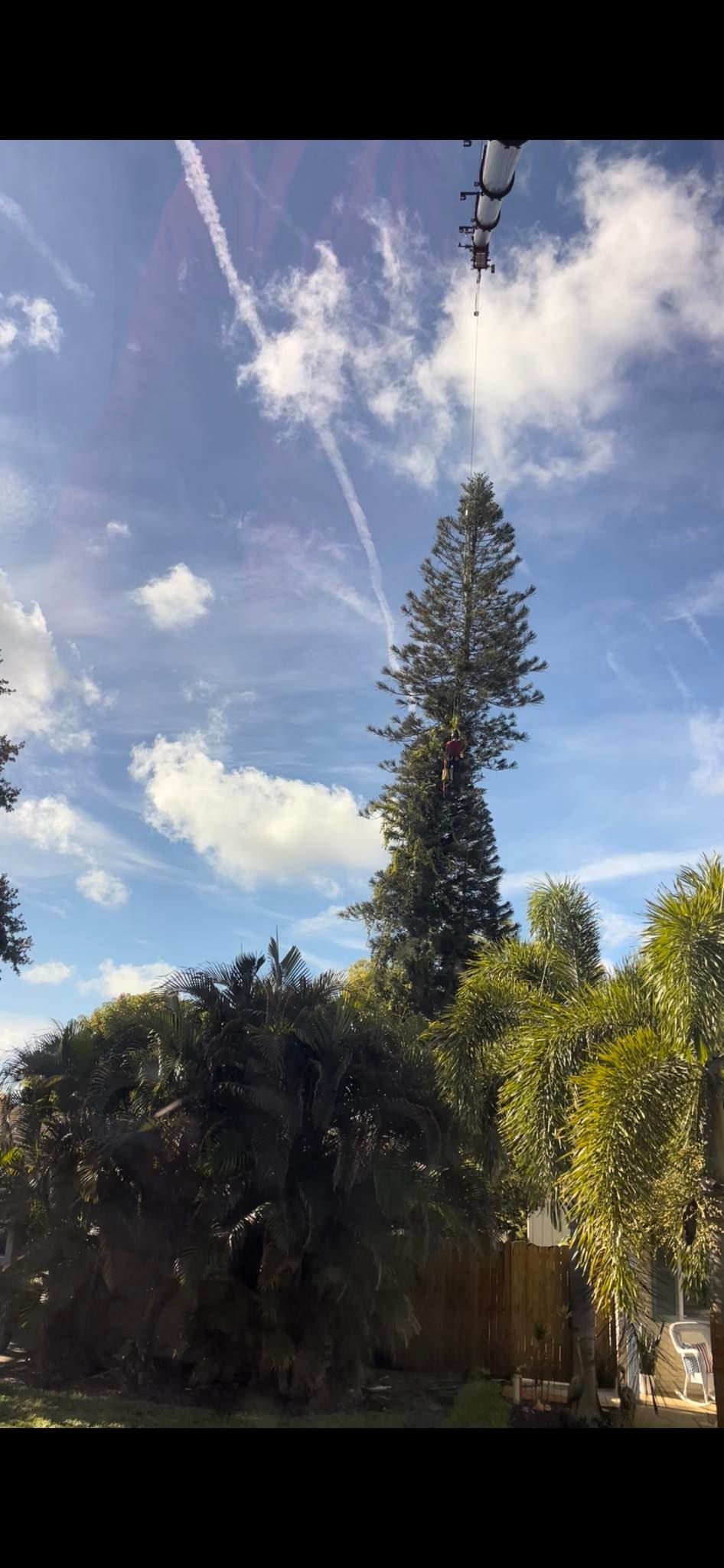 A tree with a blue sky and clouds behind it