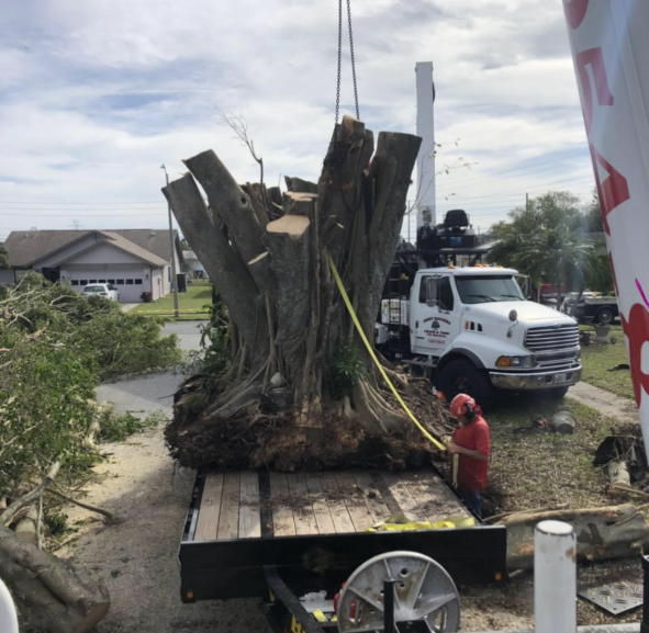 A large tree stump is being lifted by a truck