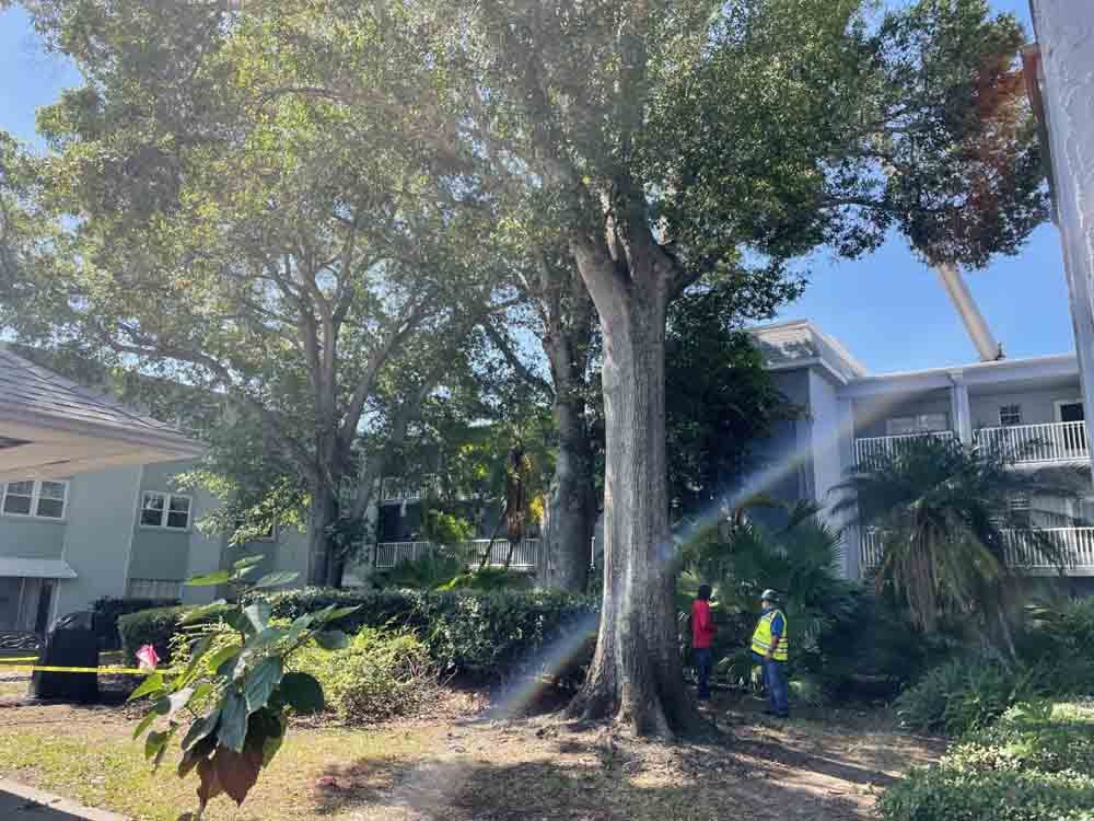 A group of people are spraying water on a tree in front of a building.