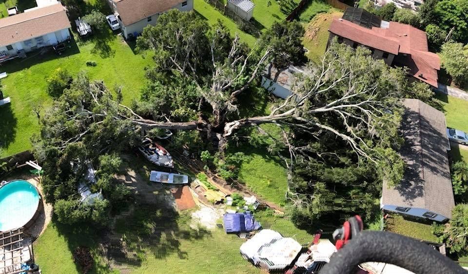 An aerial view of a residential area with a large tree fallen on a house.