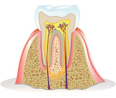 Root Canals ─ Teeth Anatomy in Fairhope, AL