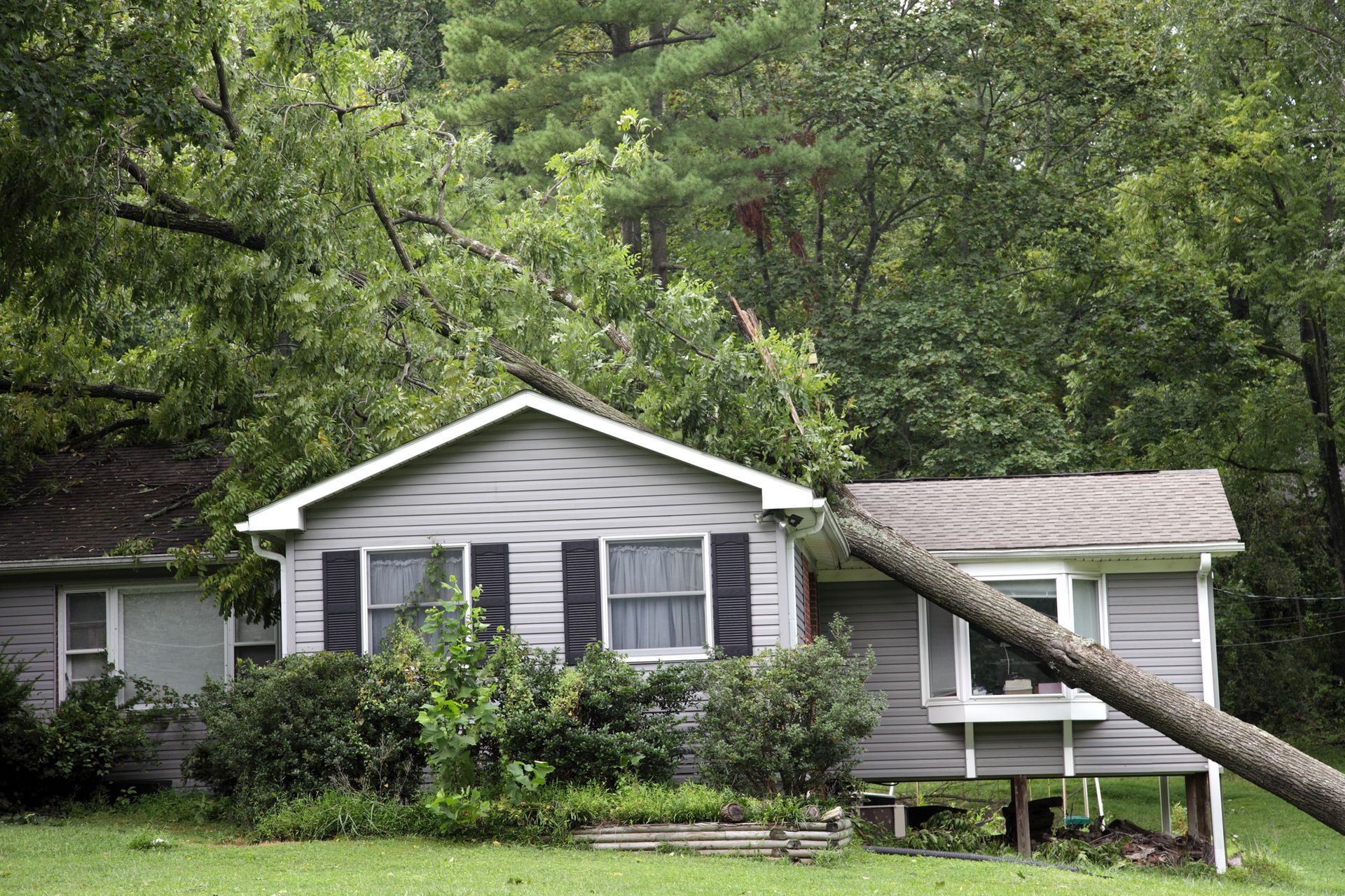 A tree that has fallen on a house during a severe storm and damaged the roof.