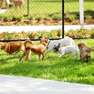 Dogs playing in a fenced dog park on a sunny day.