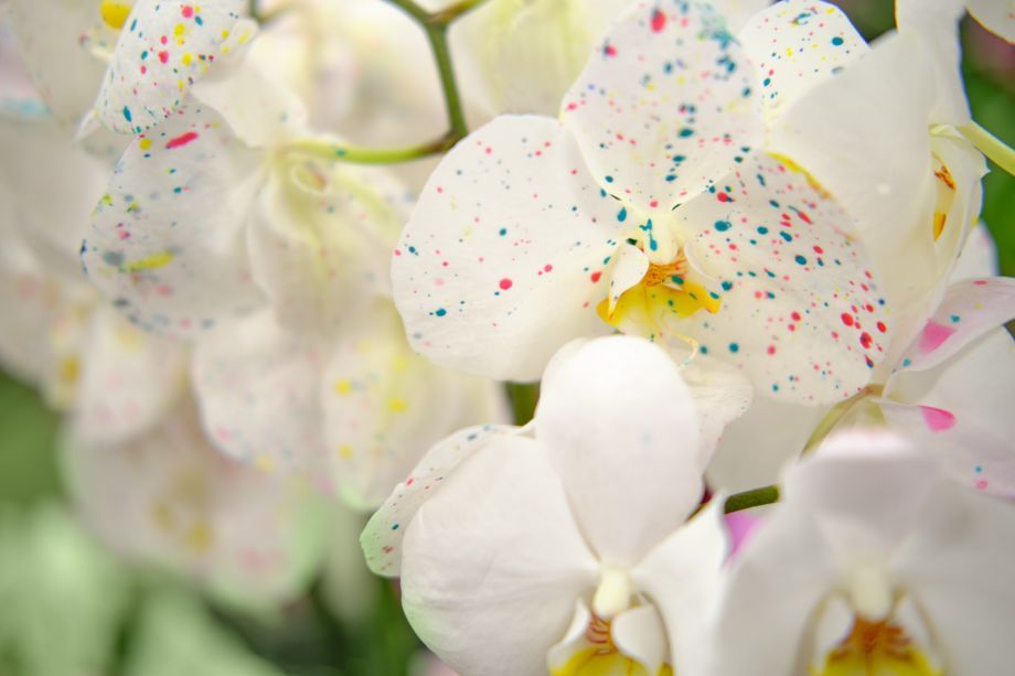 fiori bianchi con macchie piccole e colorate