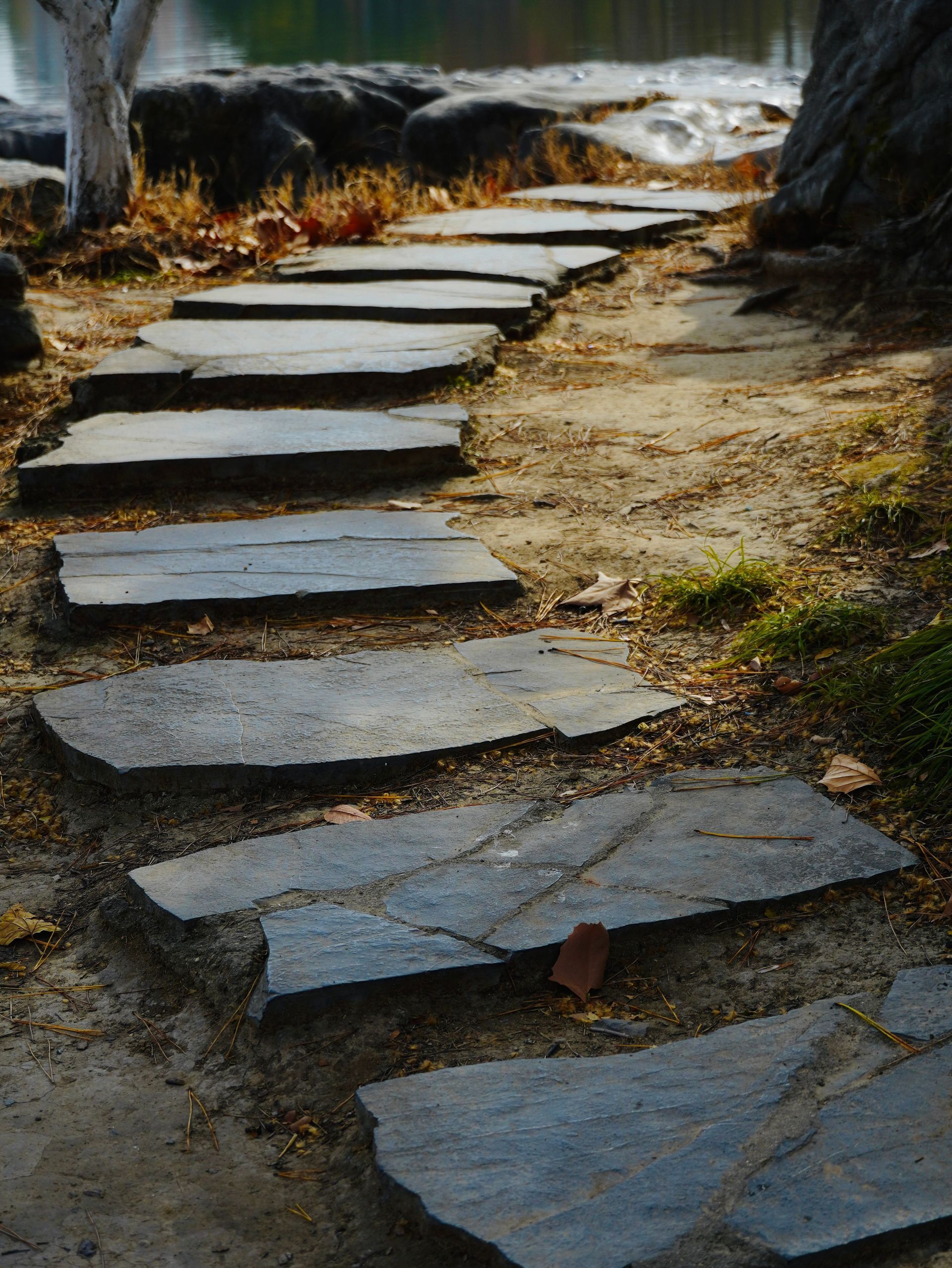 Stone steps winding up a dirt path through a wooded area with exposed tree roots