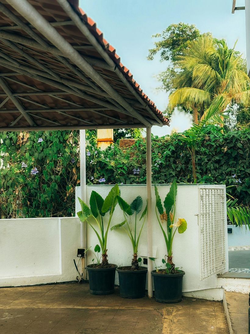 Potted plants beside a white wall under a covered patio, with lush greenery in the background