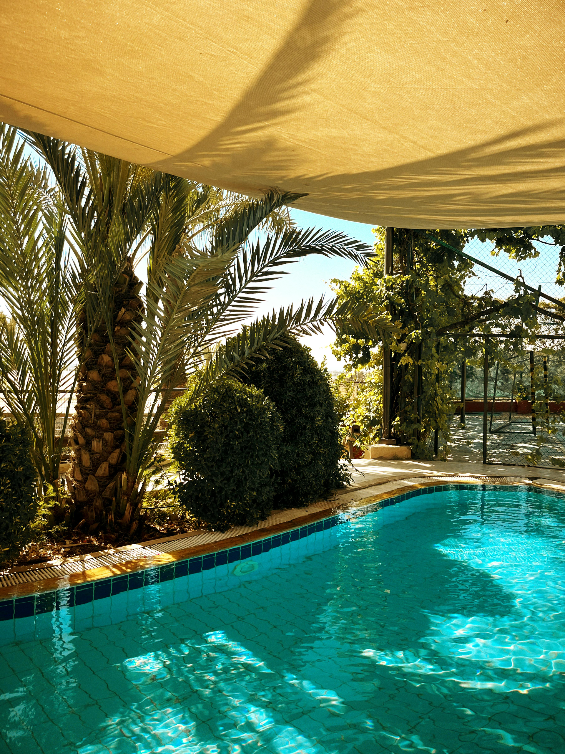 Shaded backyard pool with turquoise water, palm trees, and sunlit patio seating
