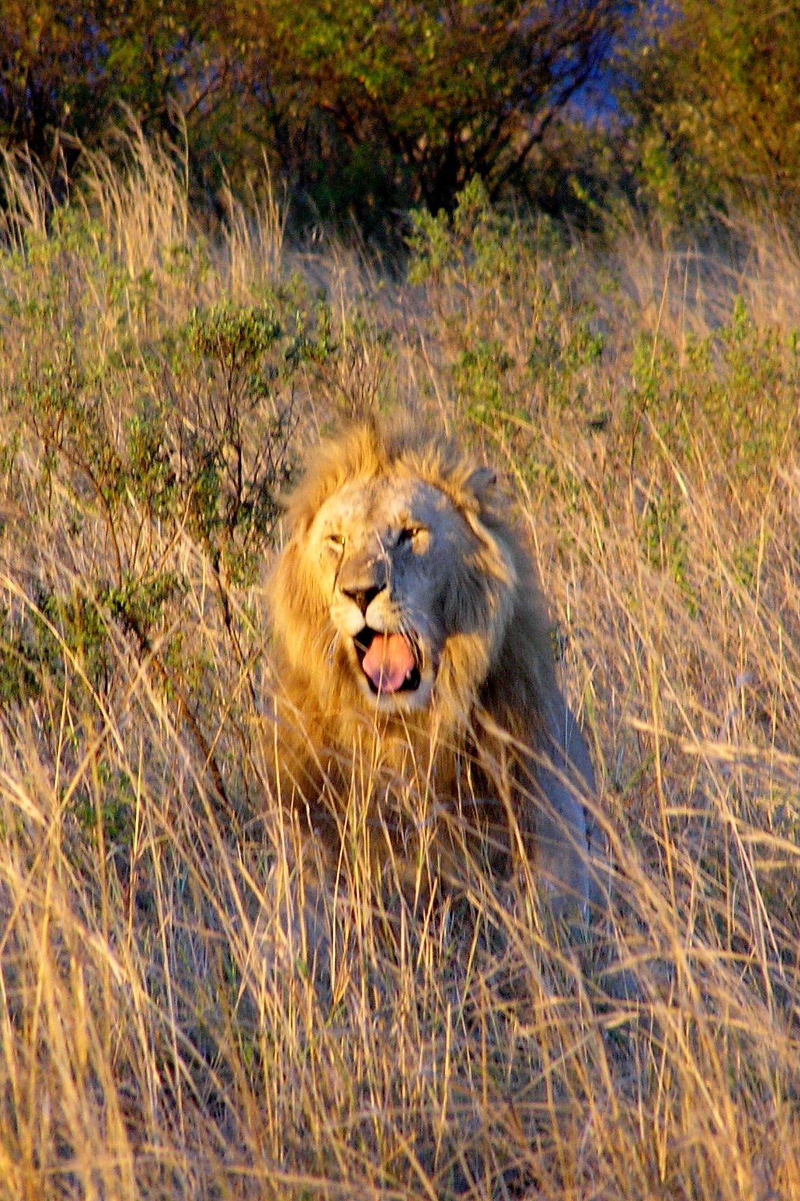 Male lion in Masai Mara, Kenya