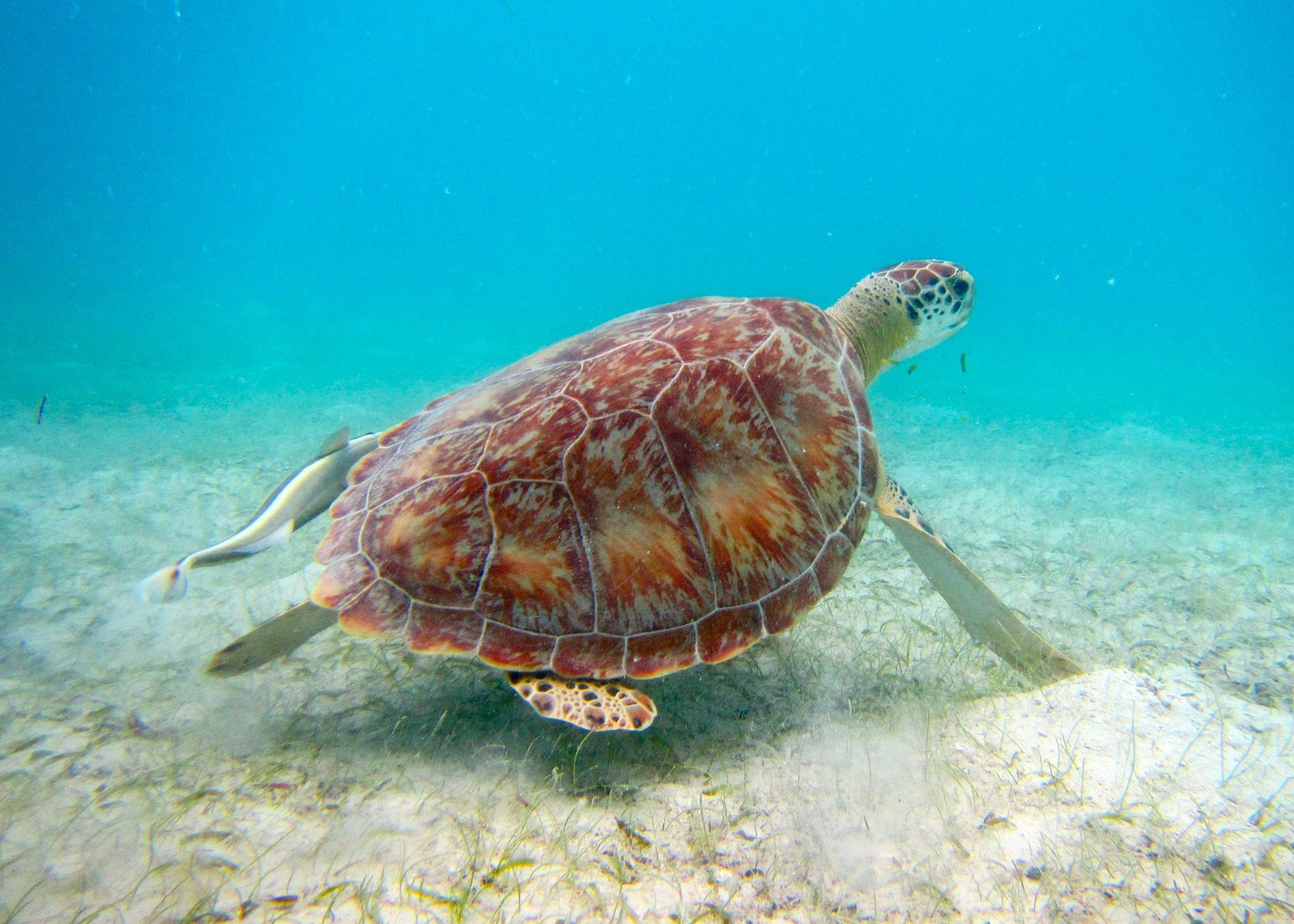Beautiful sea turtle in St. John, USVI