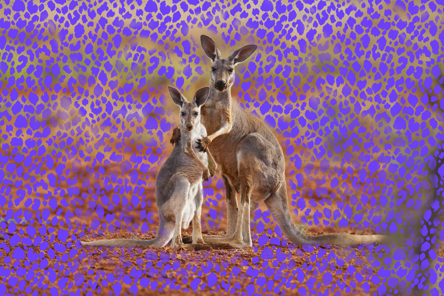 Two kangaroos are standing next to each other on a purple background.