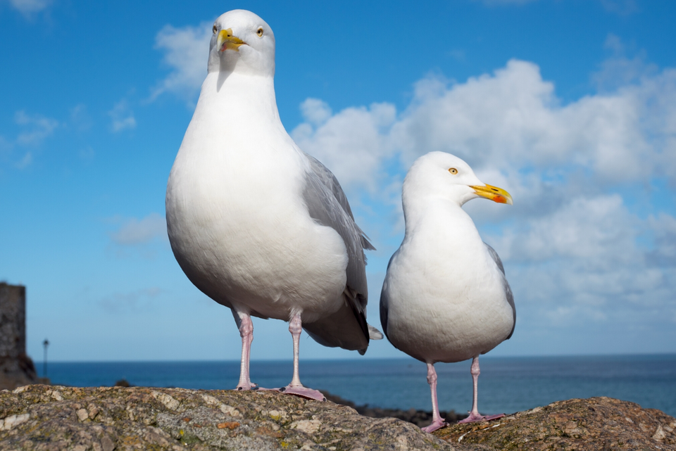Bird Protection Northumberland