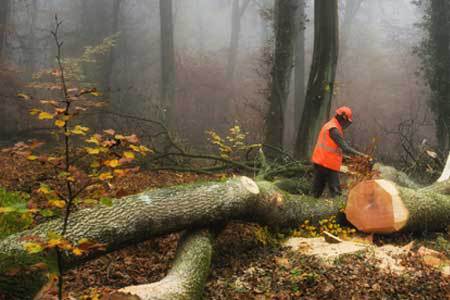 Man sawing a tree