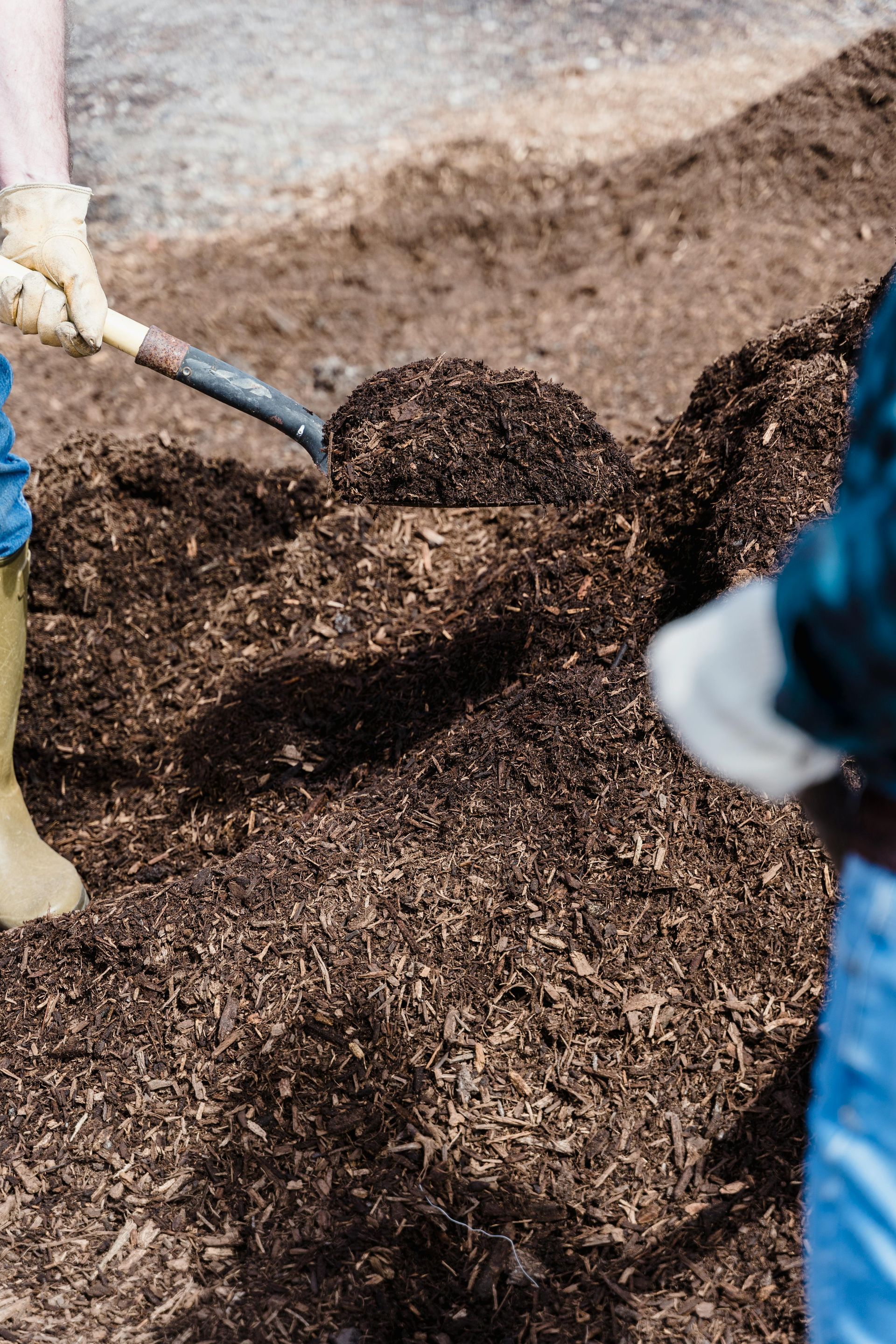 Workers shoveling a large pile of mulch into a wheelbarrow outdoors