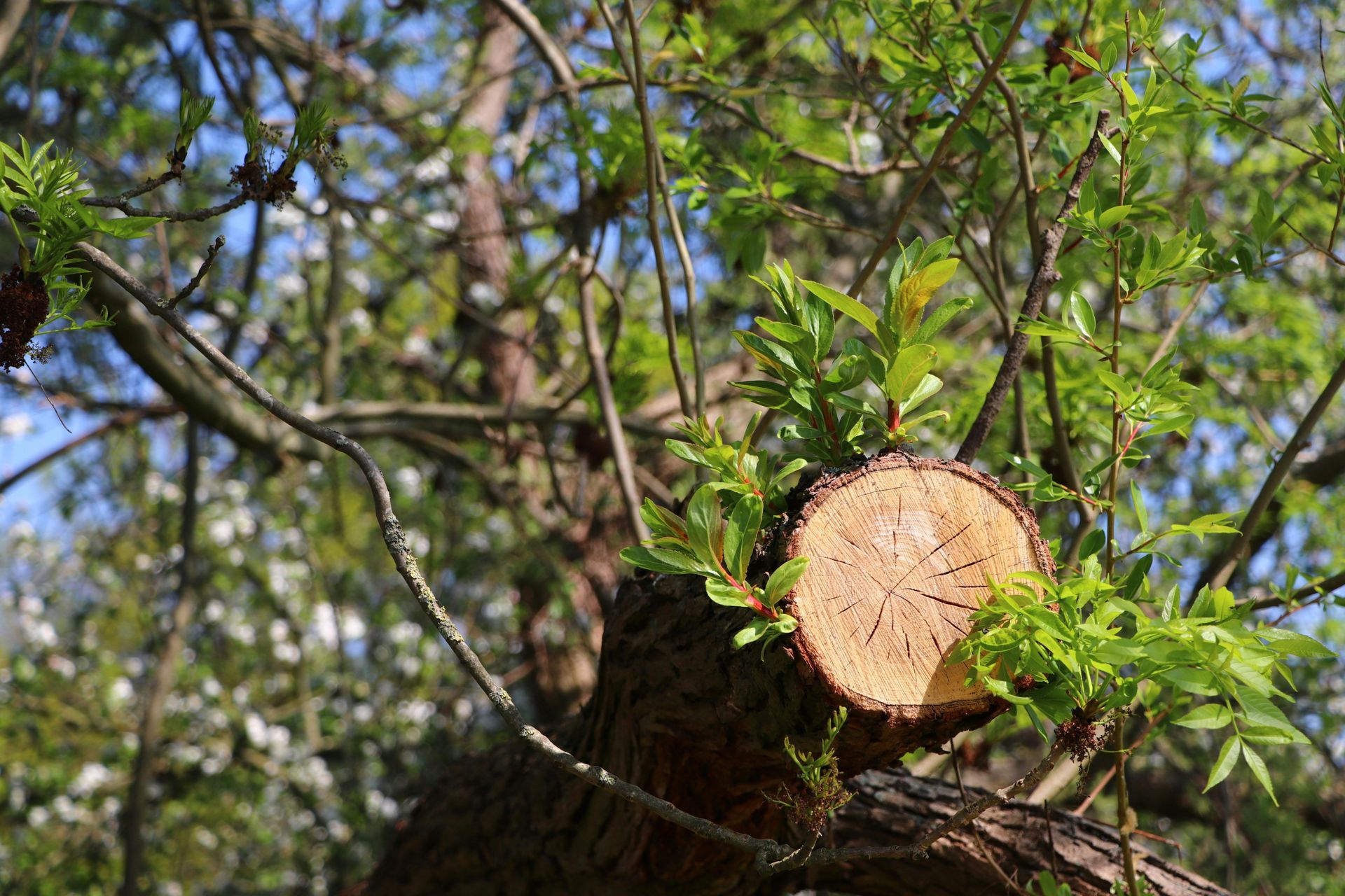 Freshly cut tree trunk on a leafy tree against a blue sky