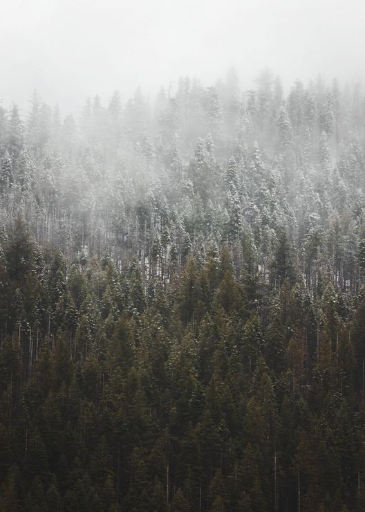 Moody winter snowstorm with pine trees