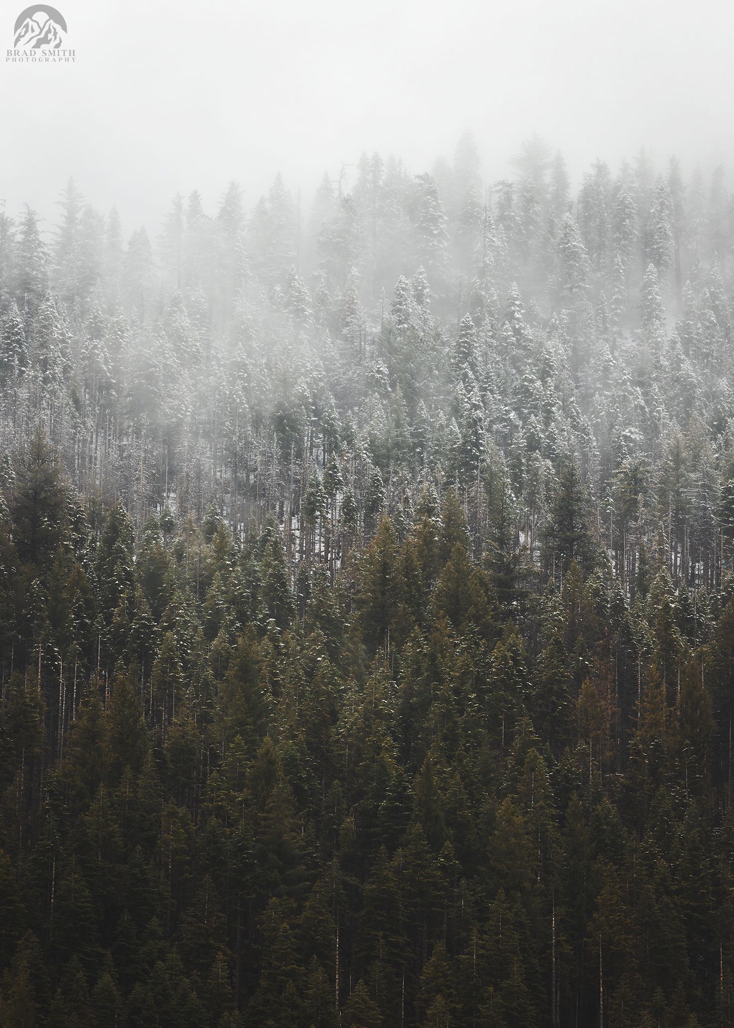 Foggy evergreen forest with tall dark trees fading into mist in a wintery landscape