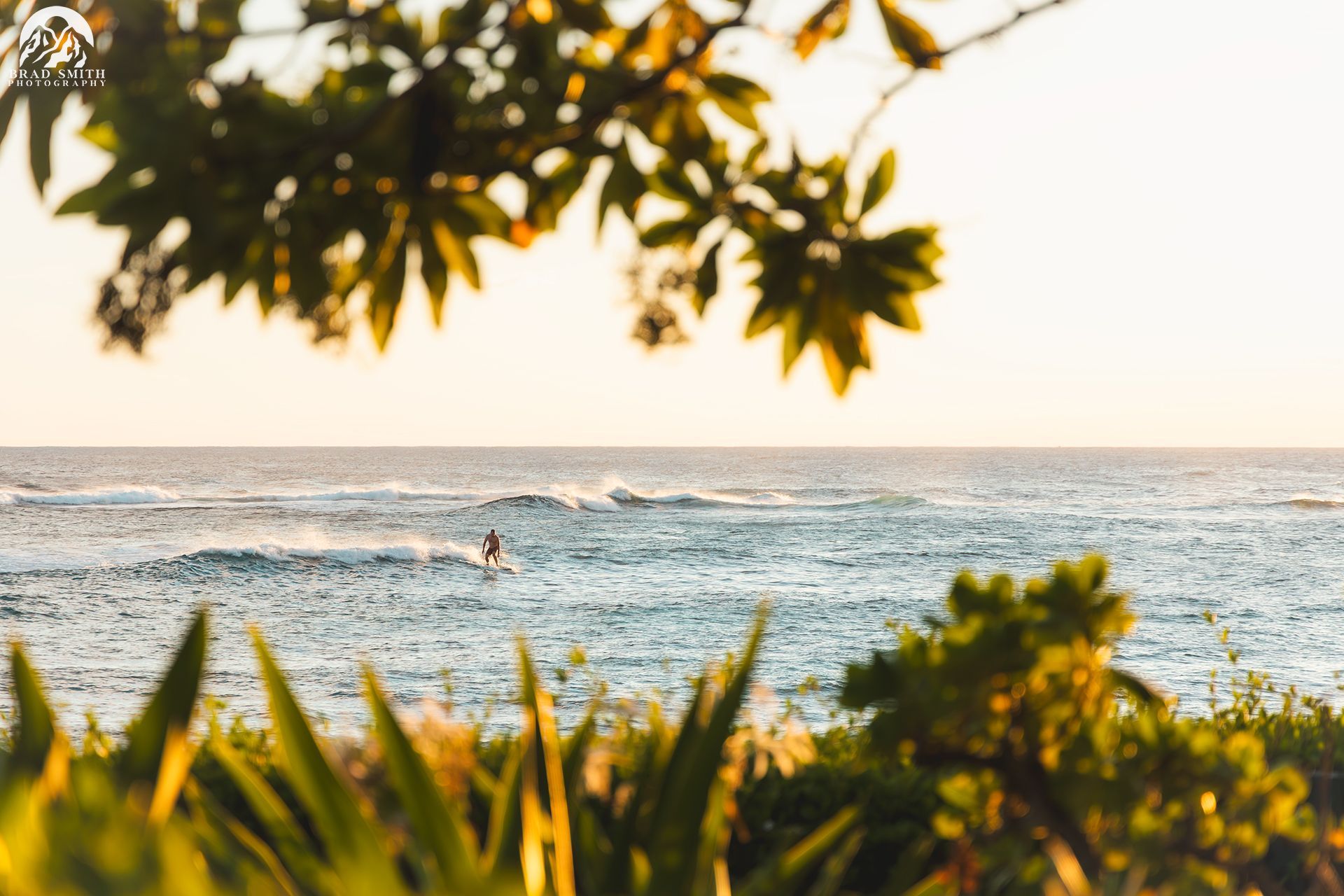 Sunlit ocean view framed by leafy branches and grass at the shore
