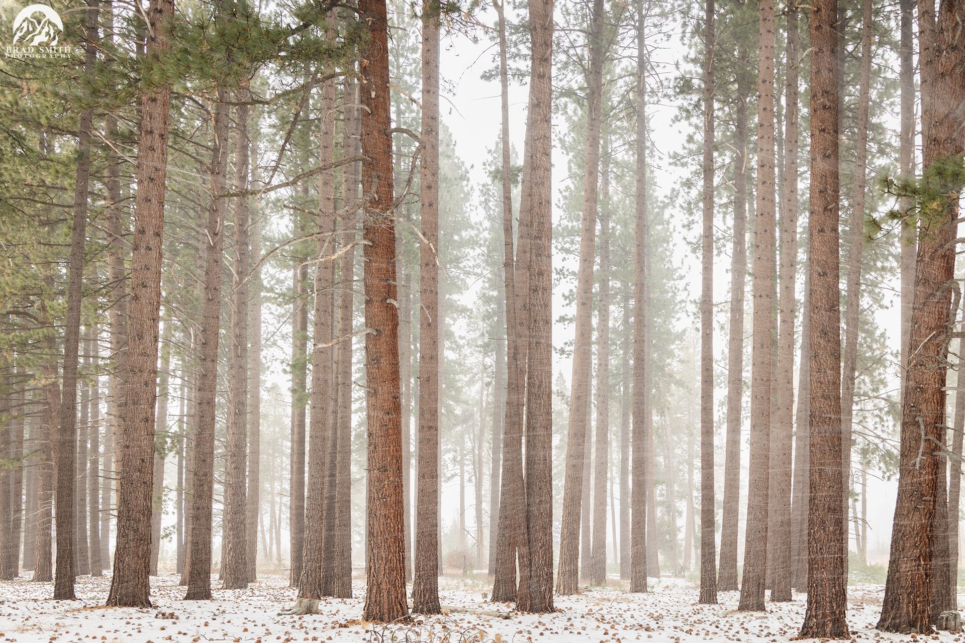 Snow-dusted pine forest with tall trees in a quiet, misty winter scene