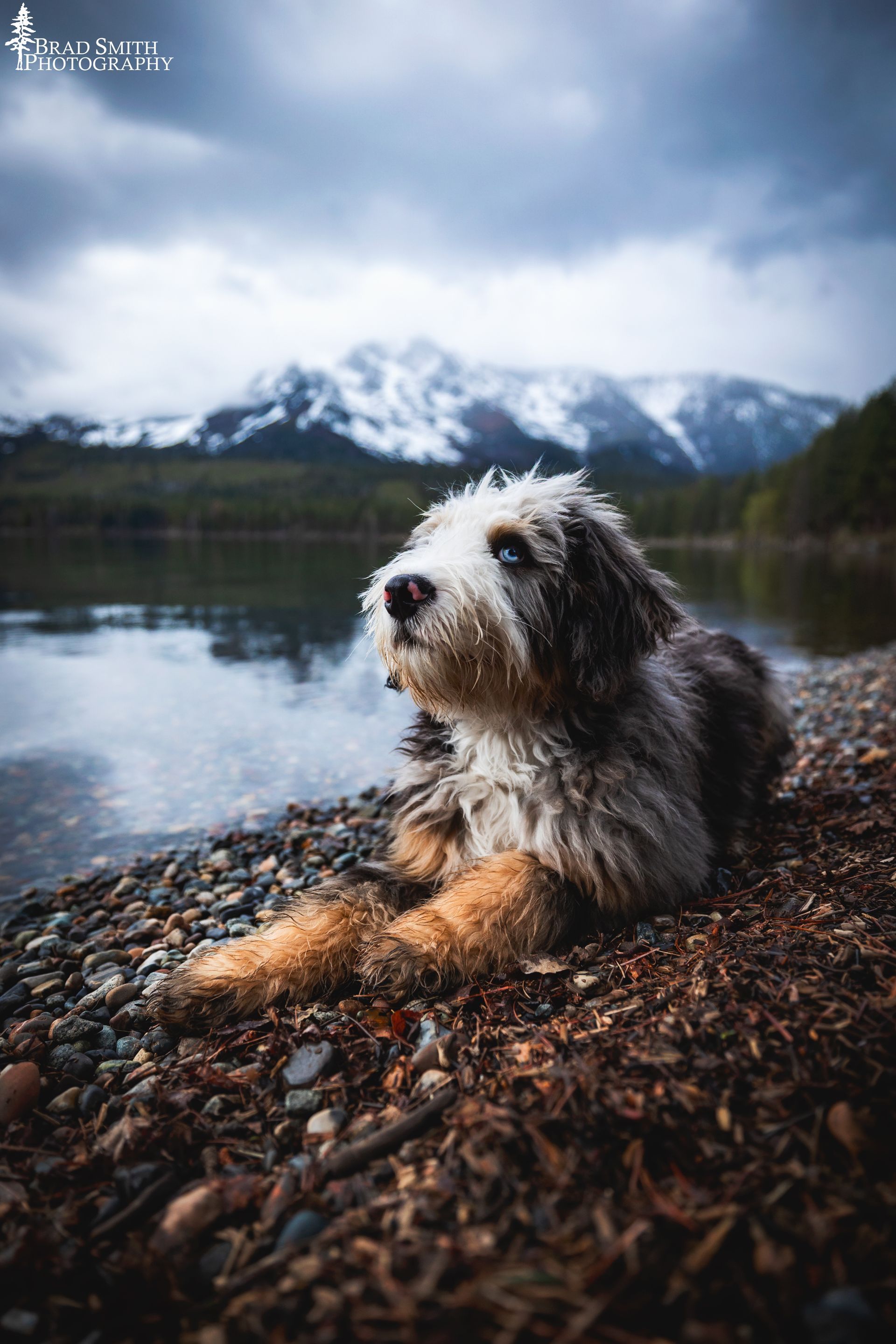 Wet shaggy dog lying on a rocky lakeshore with snowy mountains and cloudy sky in the background