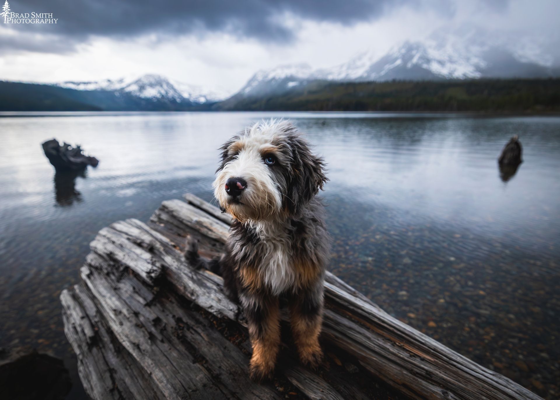 Wet shaggy dog standing on driftwood by a lake with mountains in the background