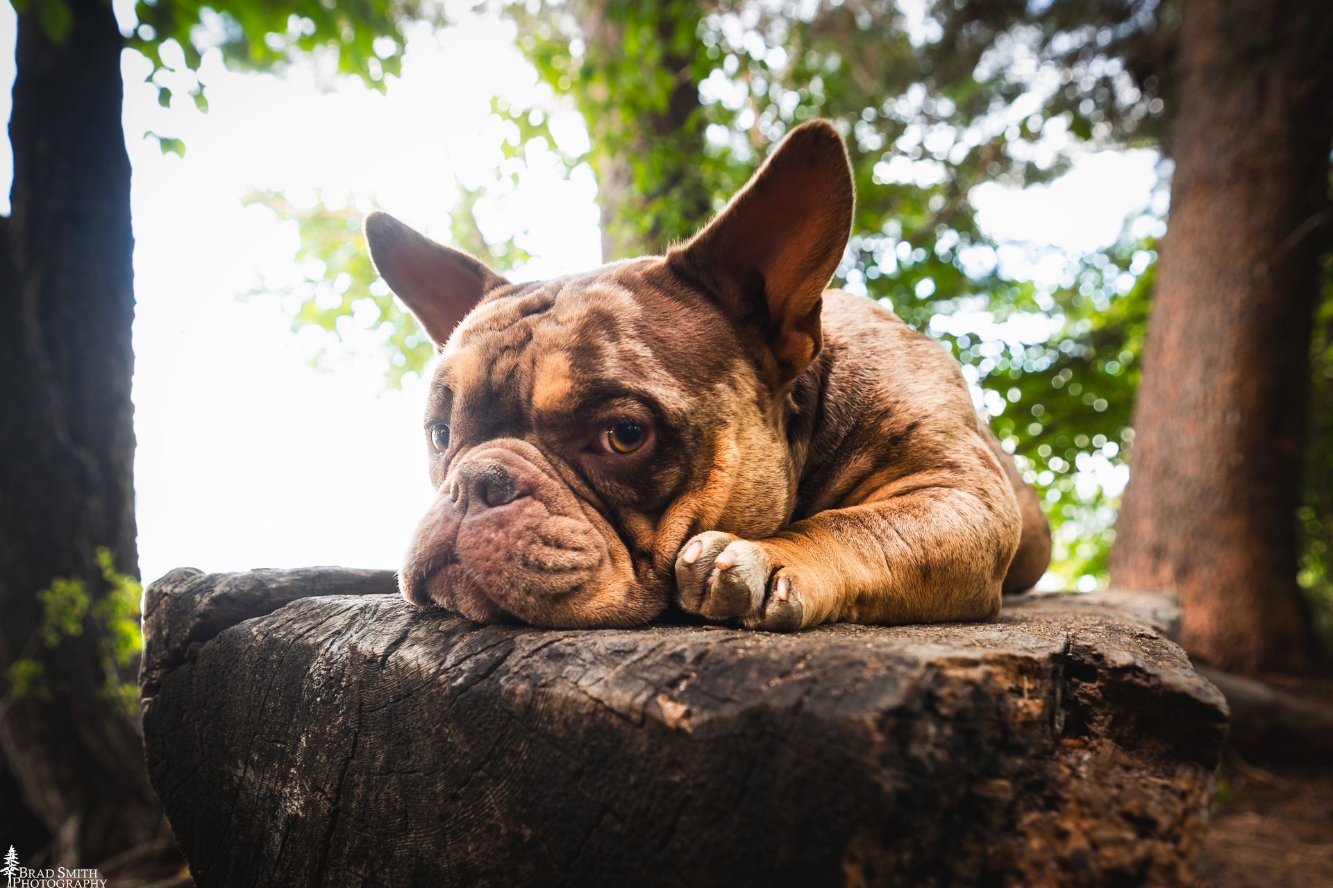 Brown French bulldog resting on a rock outdoors beneath green trees