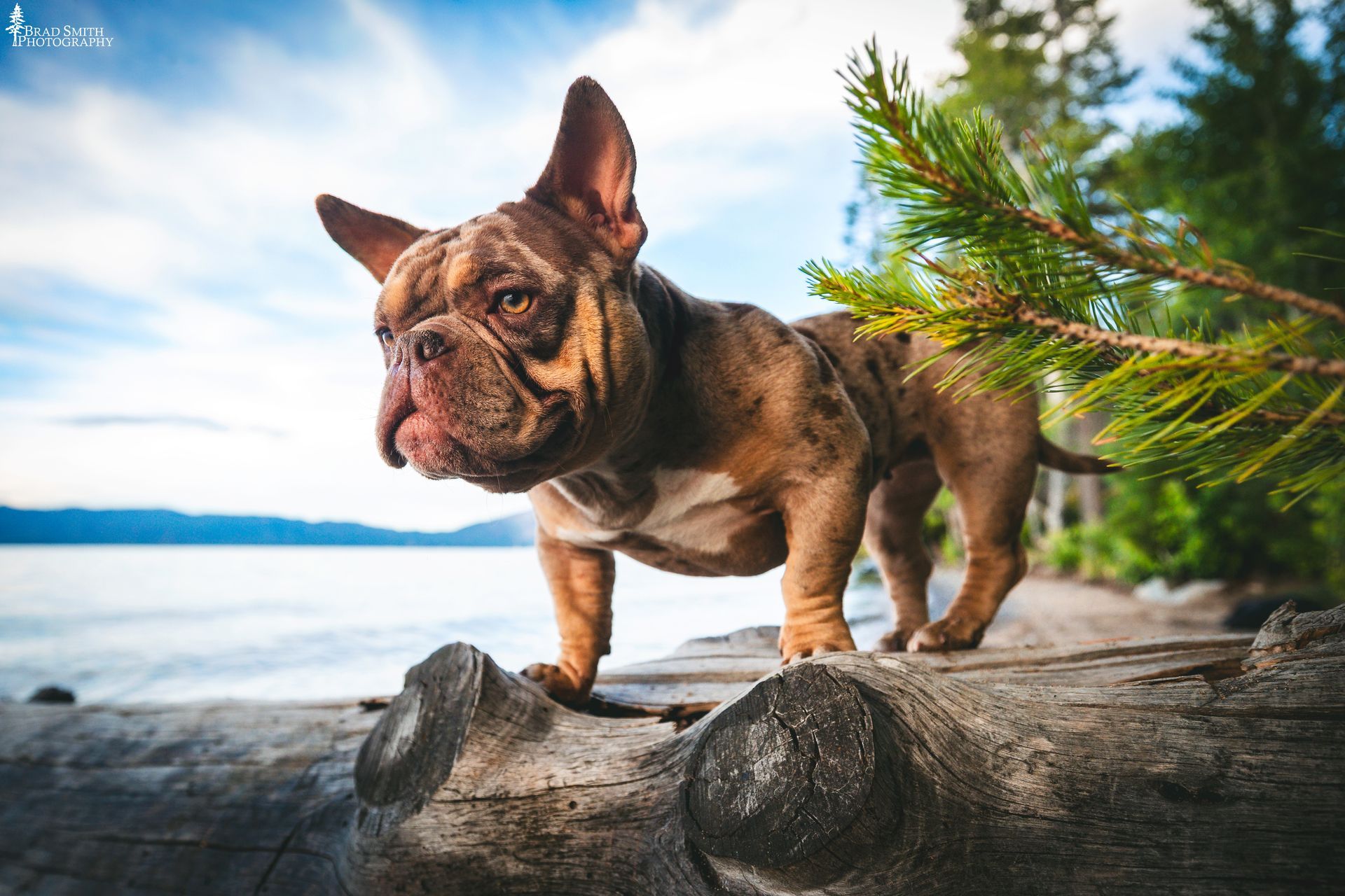 French bulldog standing on a log by a lake, with pine trees and blue sky in the background