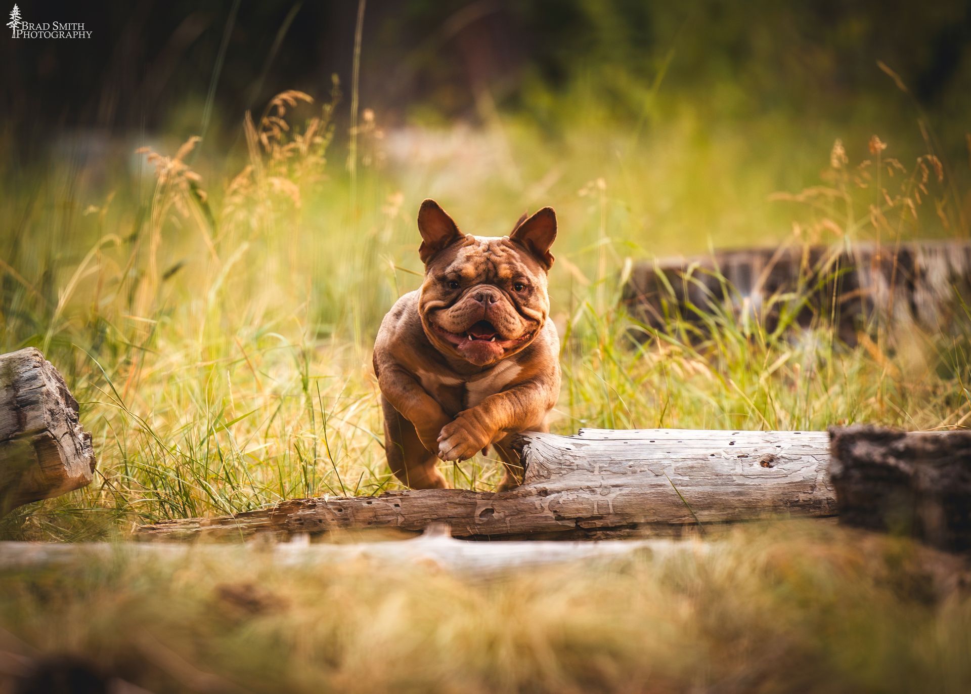 Brown French bulldog running toward camera across a log in a sunlit grassy field