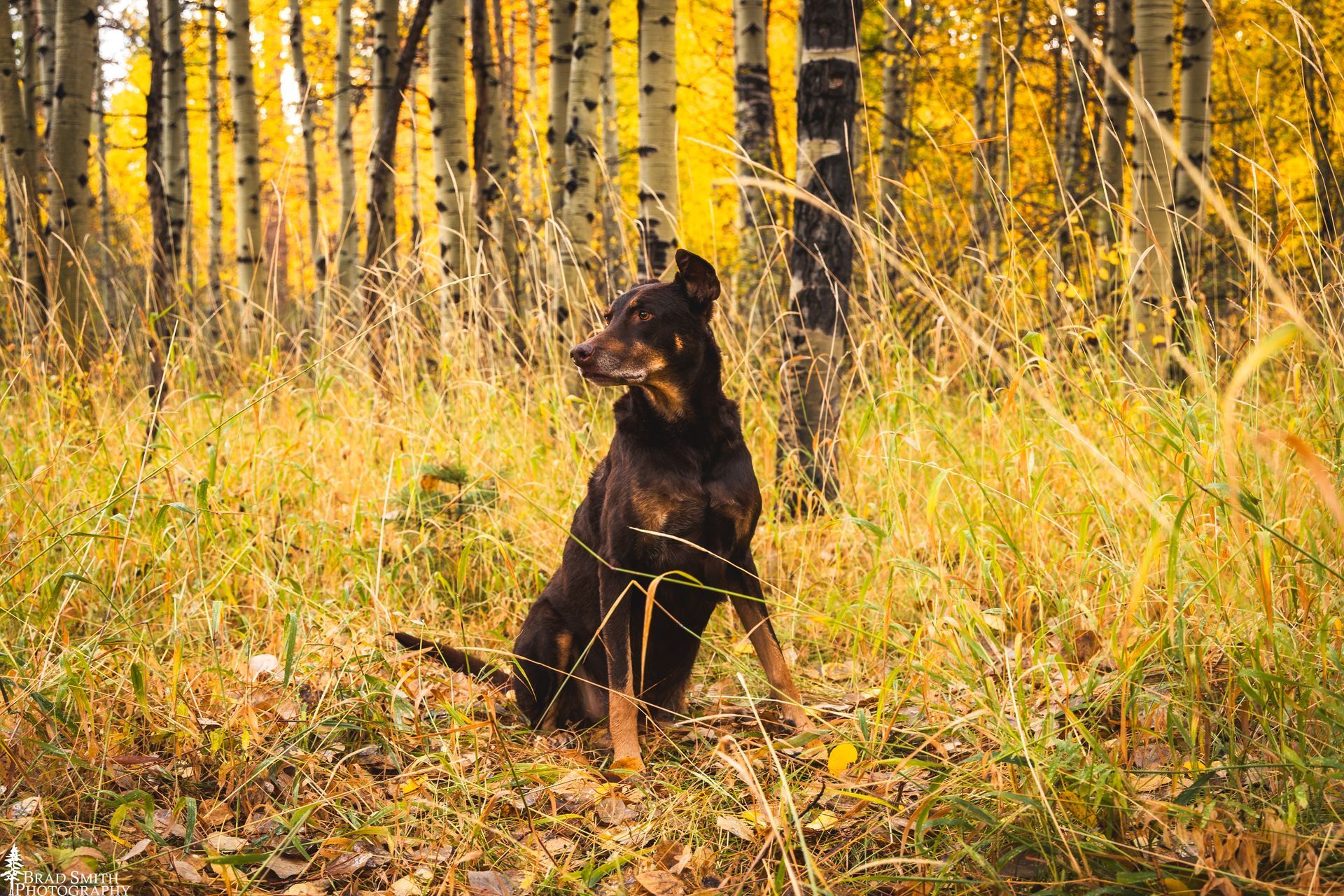 Black dog sitting in tall yellow grass in a sunlit autumn forest