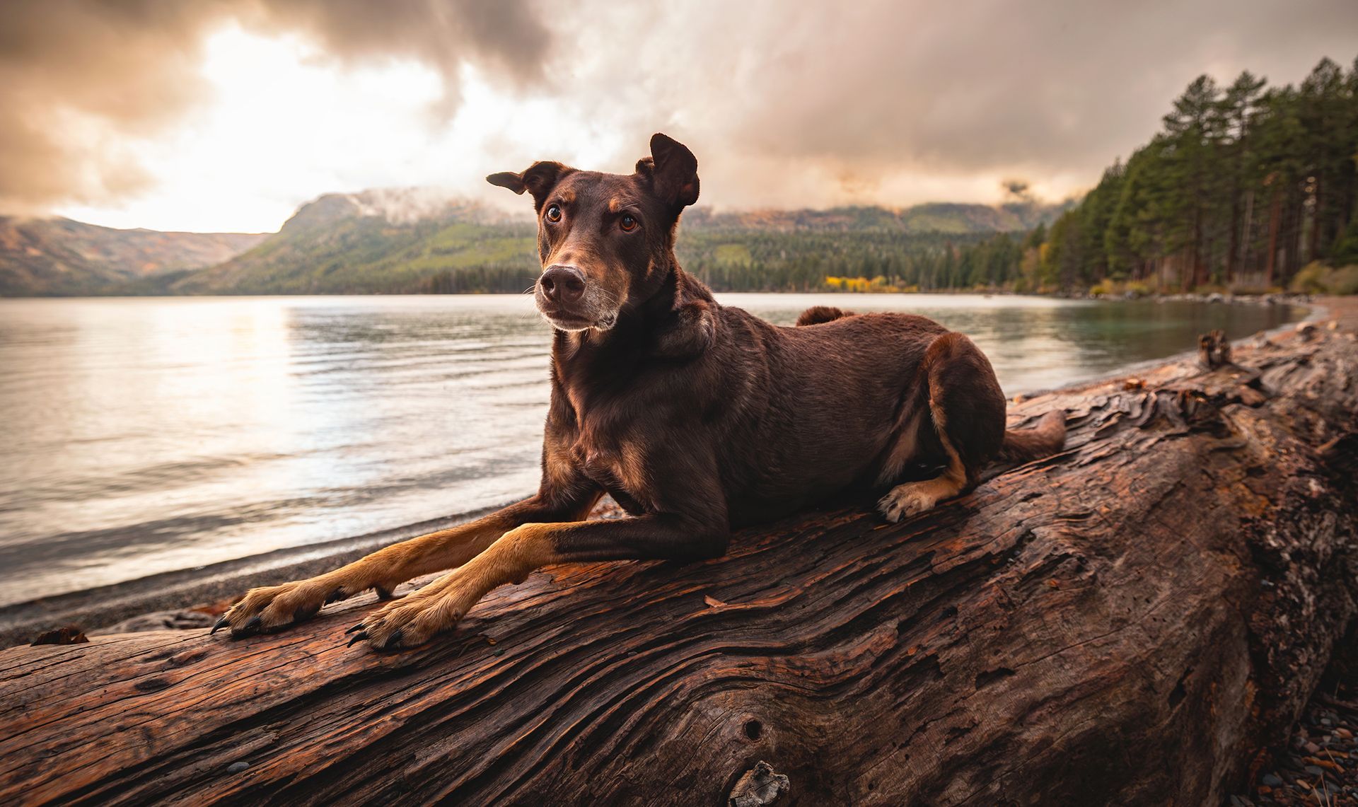 Brown dog resting on a log beside a calm lake at sunset, with forested hills in the background