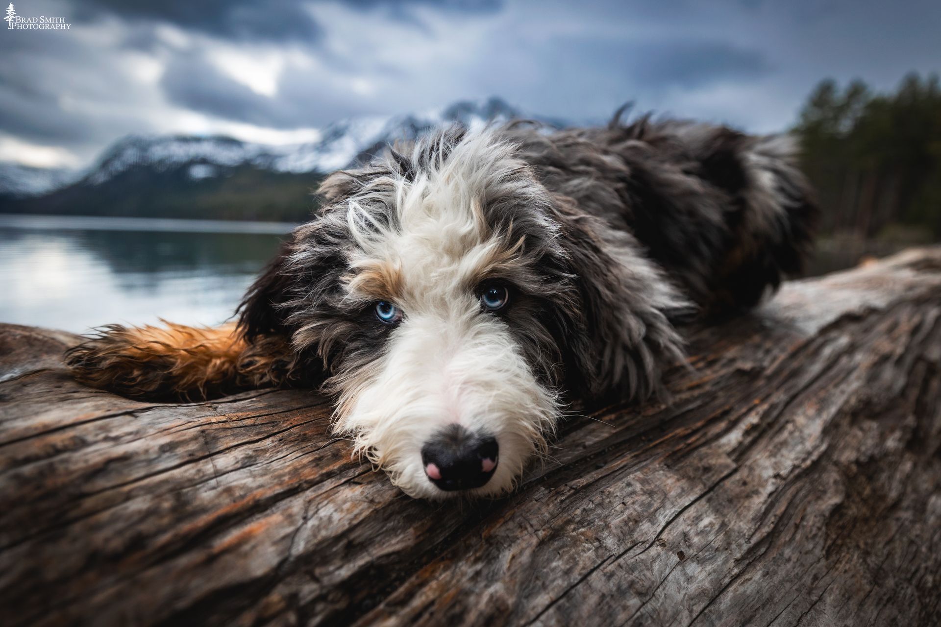 Fluffy tricolor dog resting on a log by a lake, with mountains and cloudy sky behind