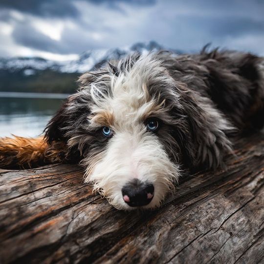 Close up photo of bernadoodle dog with Fallen Leaf Lake and Mt Tallac in the background