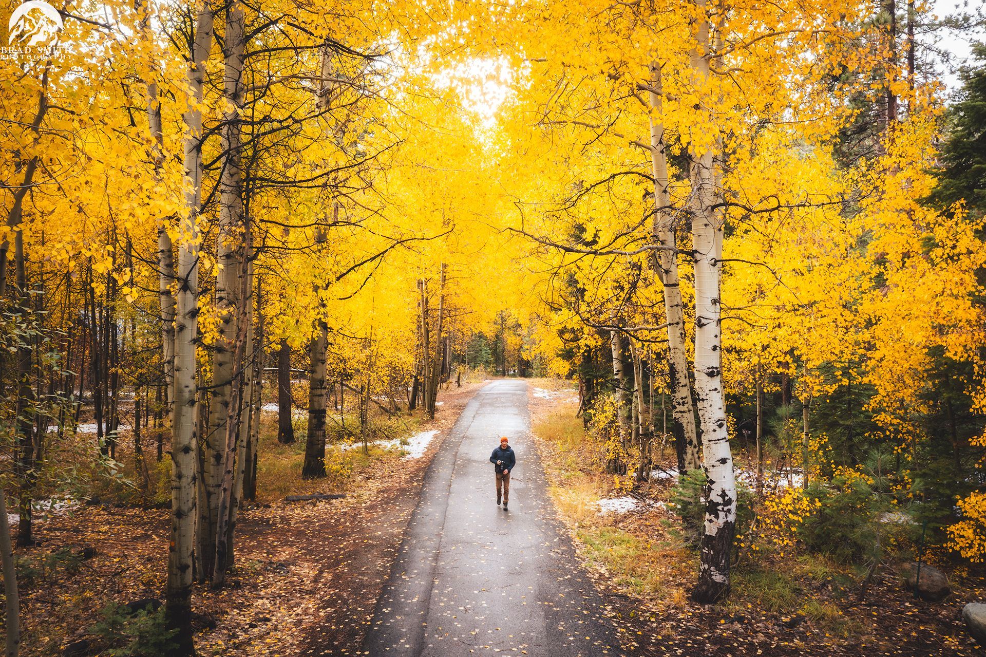 Autumn forest path with yellow trees and a lone cyclist riding away