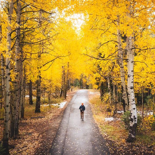 Man walking down a road surrounded by yellow aspen trees in the fall