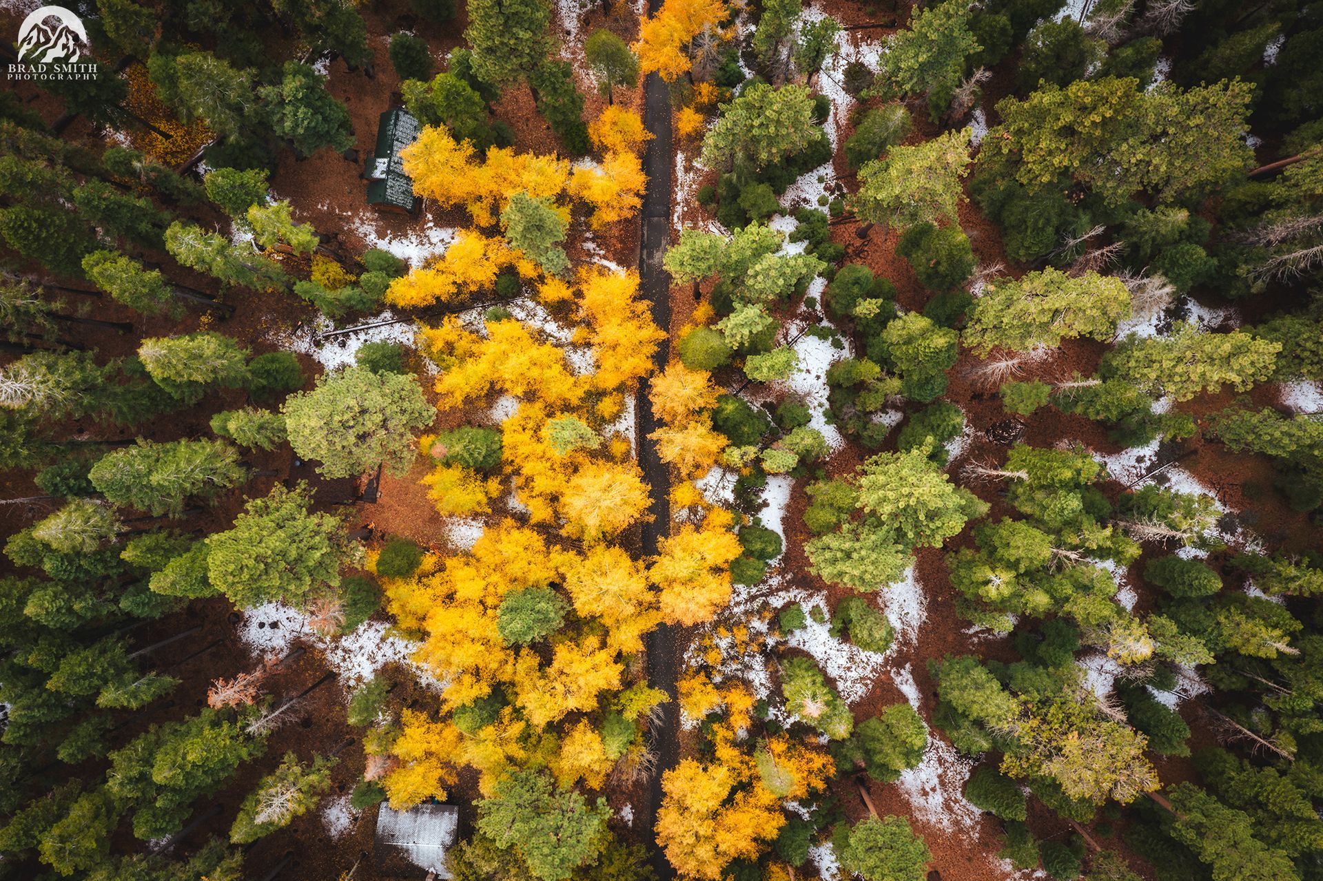 Aerial view of a forest with bright yellow autumn trees among green and brown evergreens