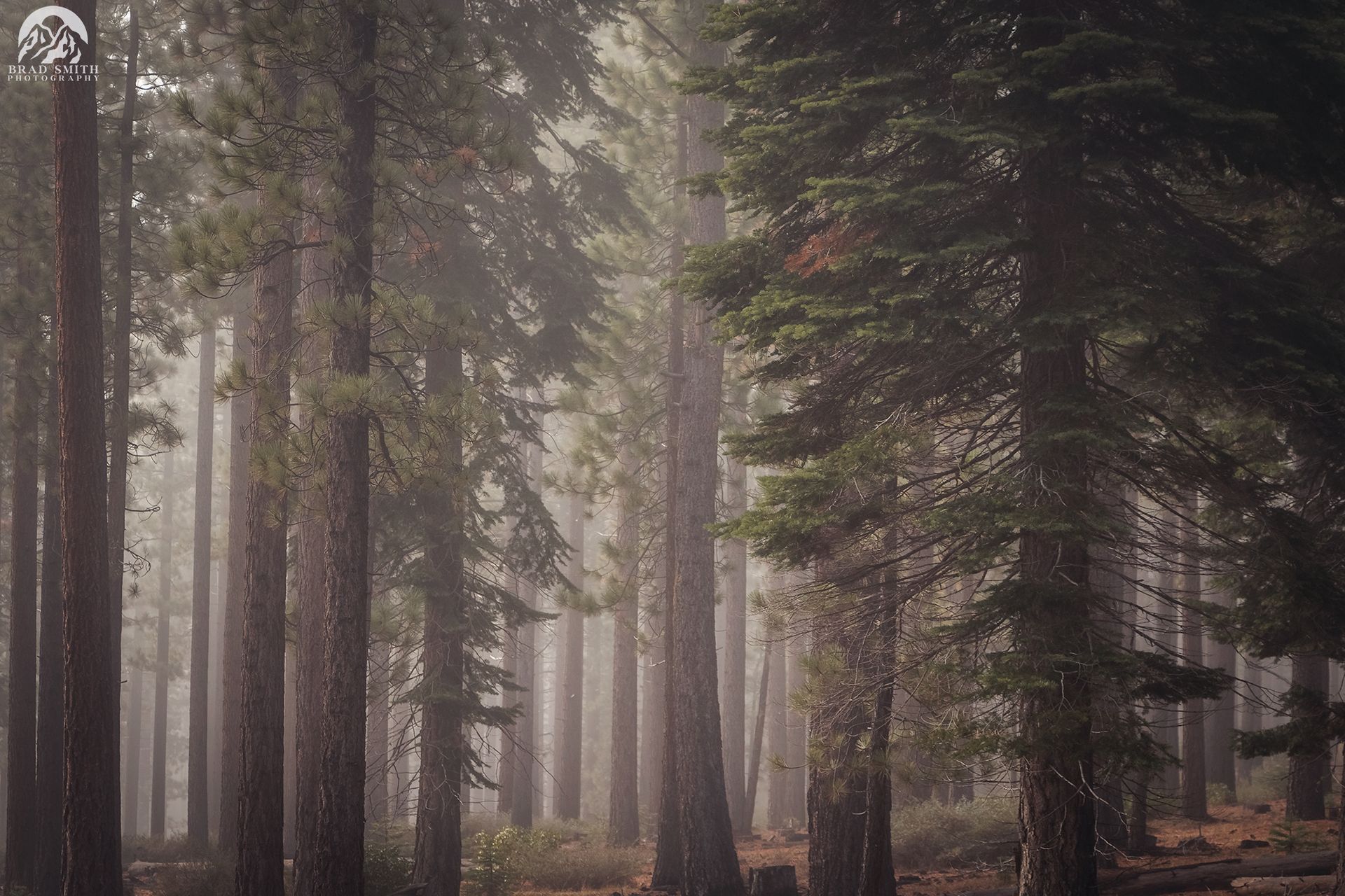 Misty forest with tall evergreen trees and soft light filtering through the trunks