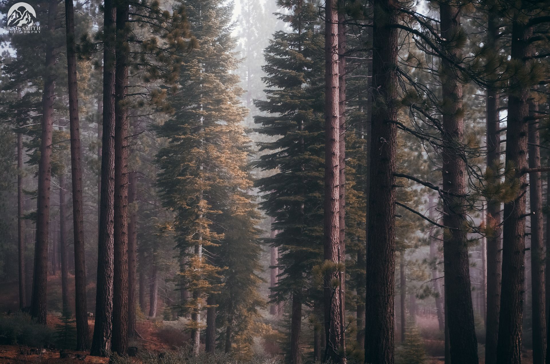 Tall pine forest with misty light filtering through the trees at dusk