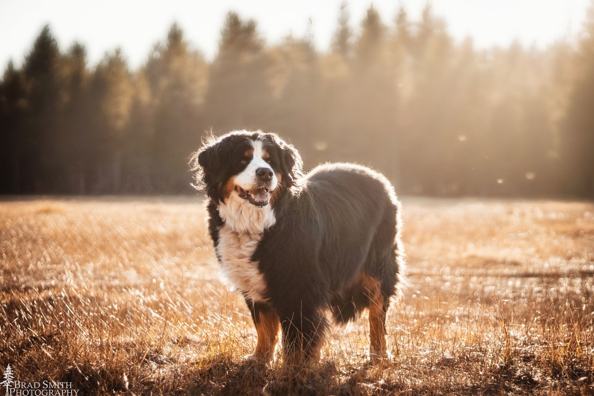 Black and white dog standing in a sunlit field with trees in the background