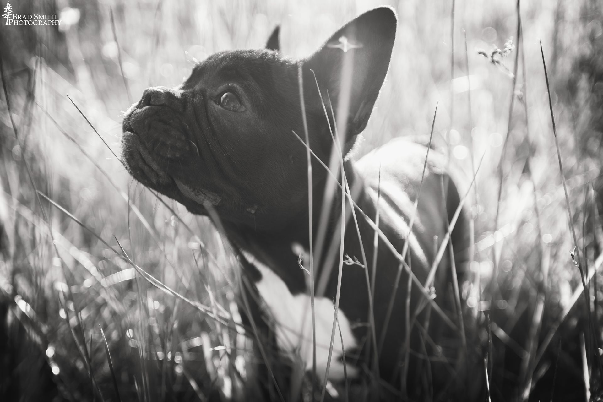 Black French bulldog in tall grass, looking up in black and white.