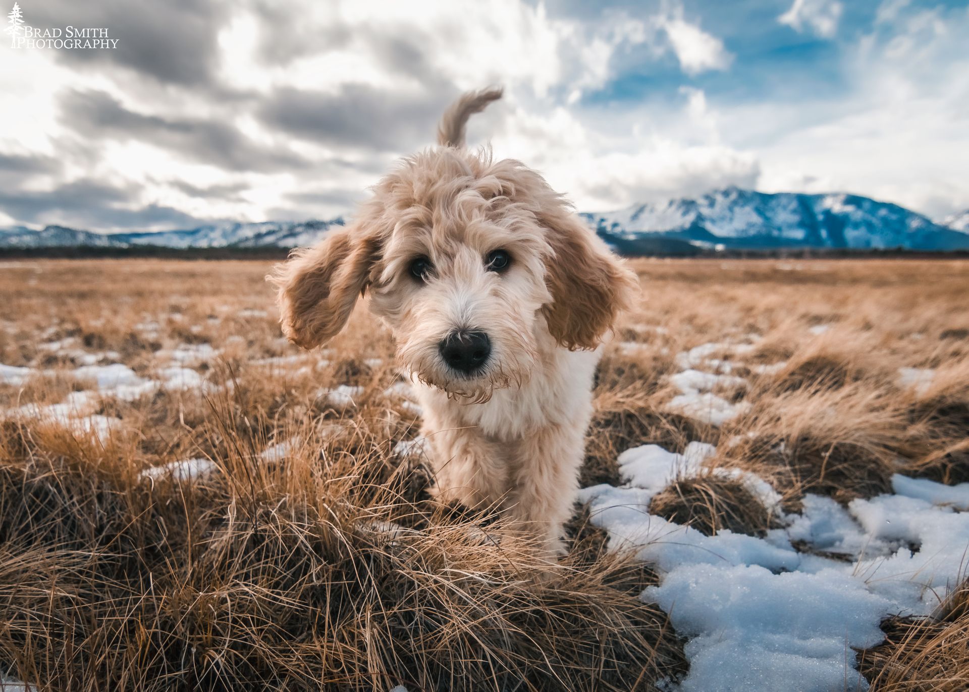 Curly-haired dog standing in a snowy field with mountains under a cloudy sky
