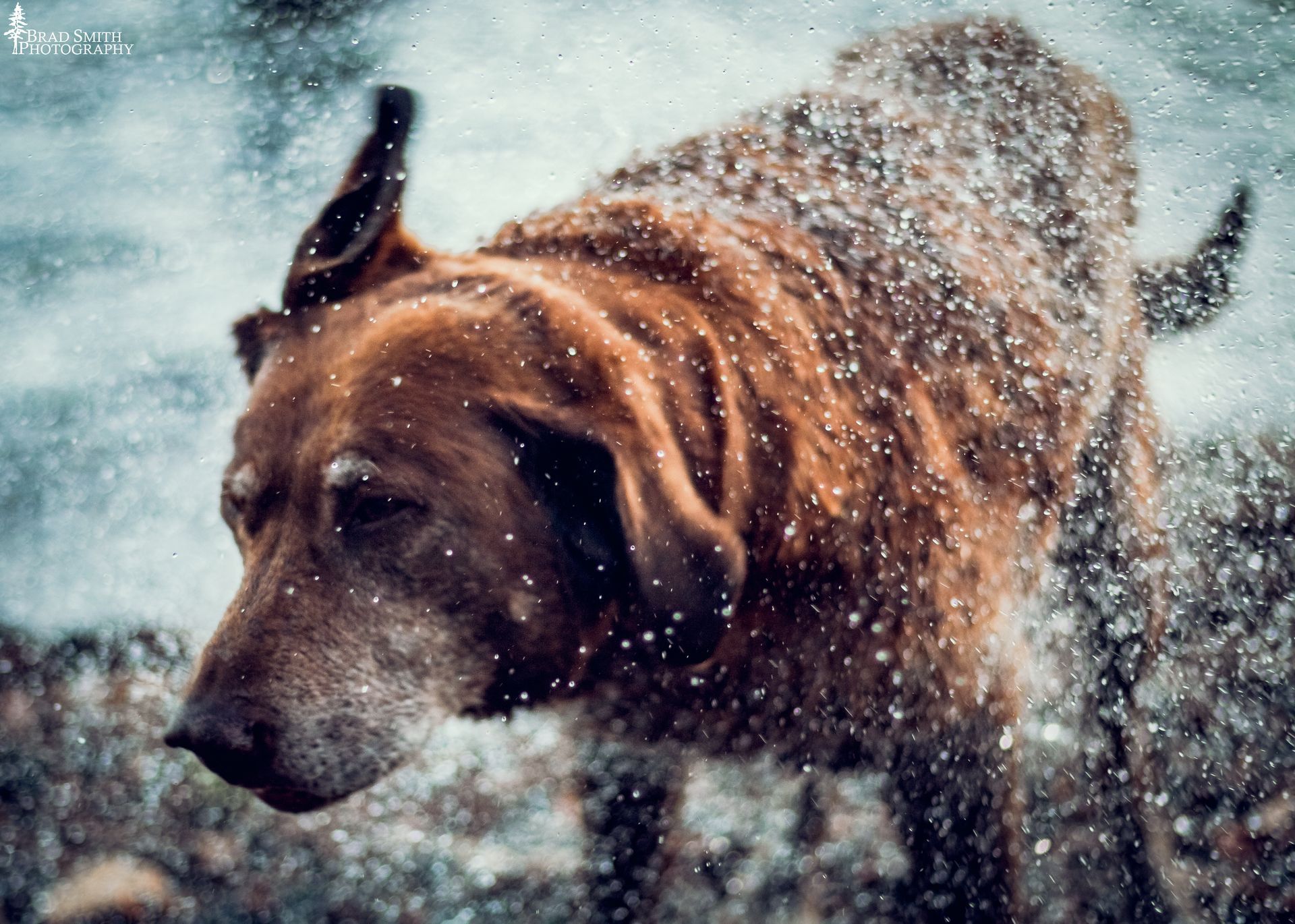 Brown dog running through snow with water spraying from its fur