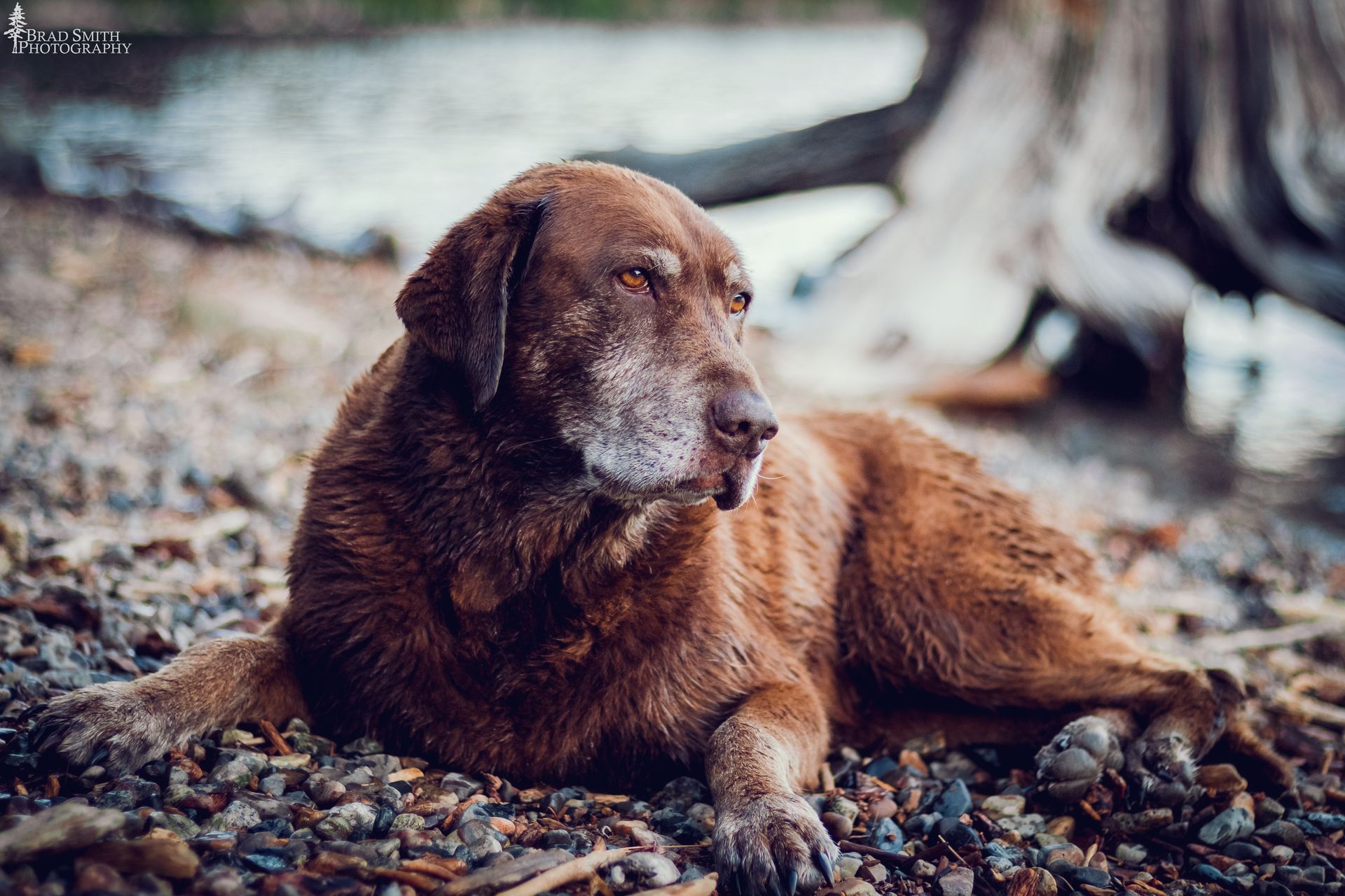 Brown dog lying on pebbles outdoors near tree roots, resting and looking to the side.