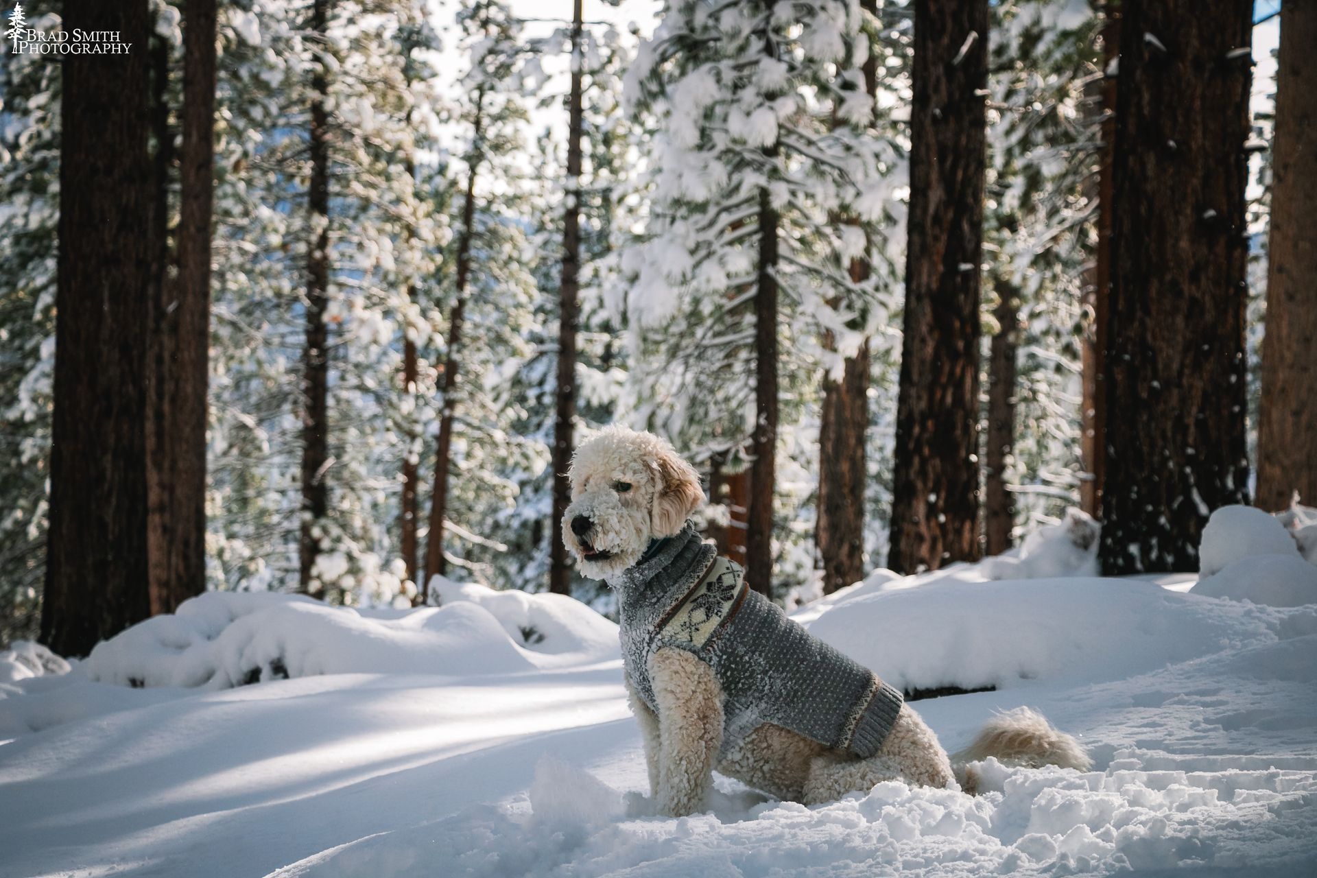 Dog in a sweater sitting in deep snow among tall pine trees.