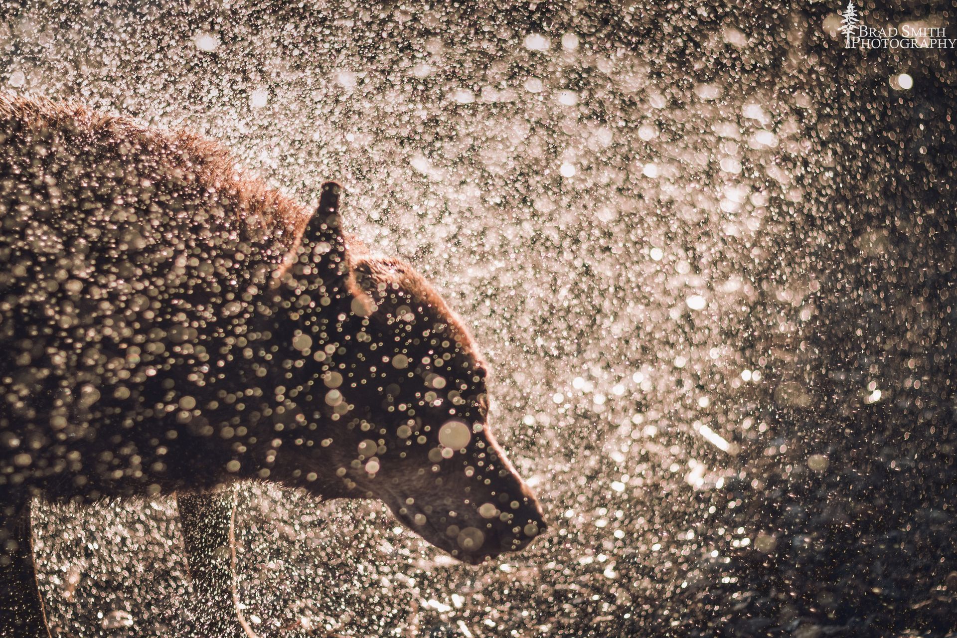 Brown dog shaking off water in a splash, side profile against a dark background