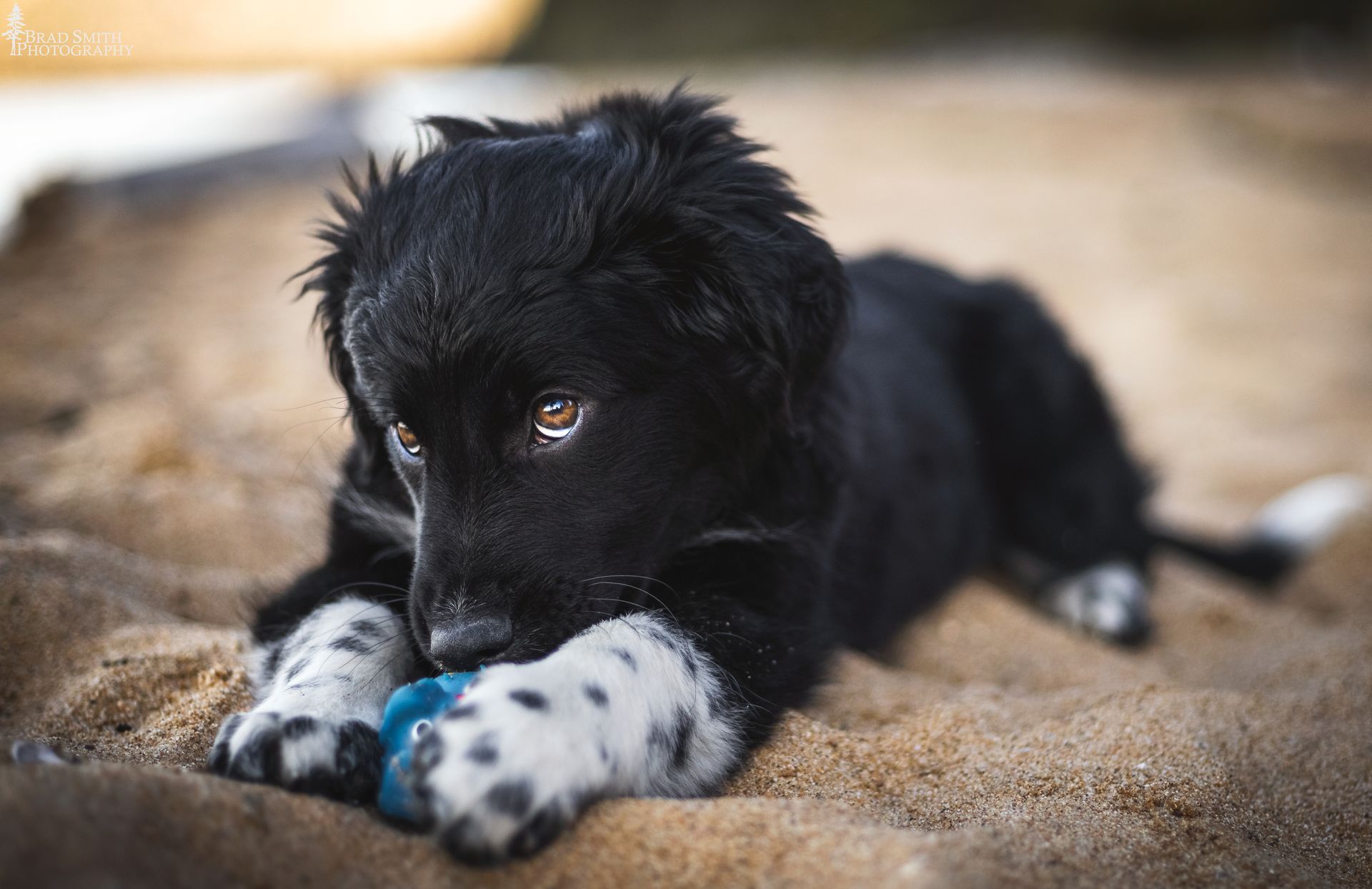 Black puppy lying on a blanket, resting with white-speckled paws and a blue collar in soft light