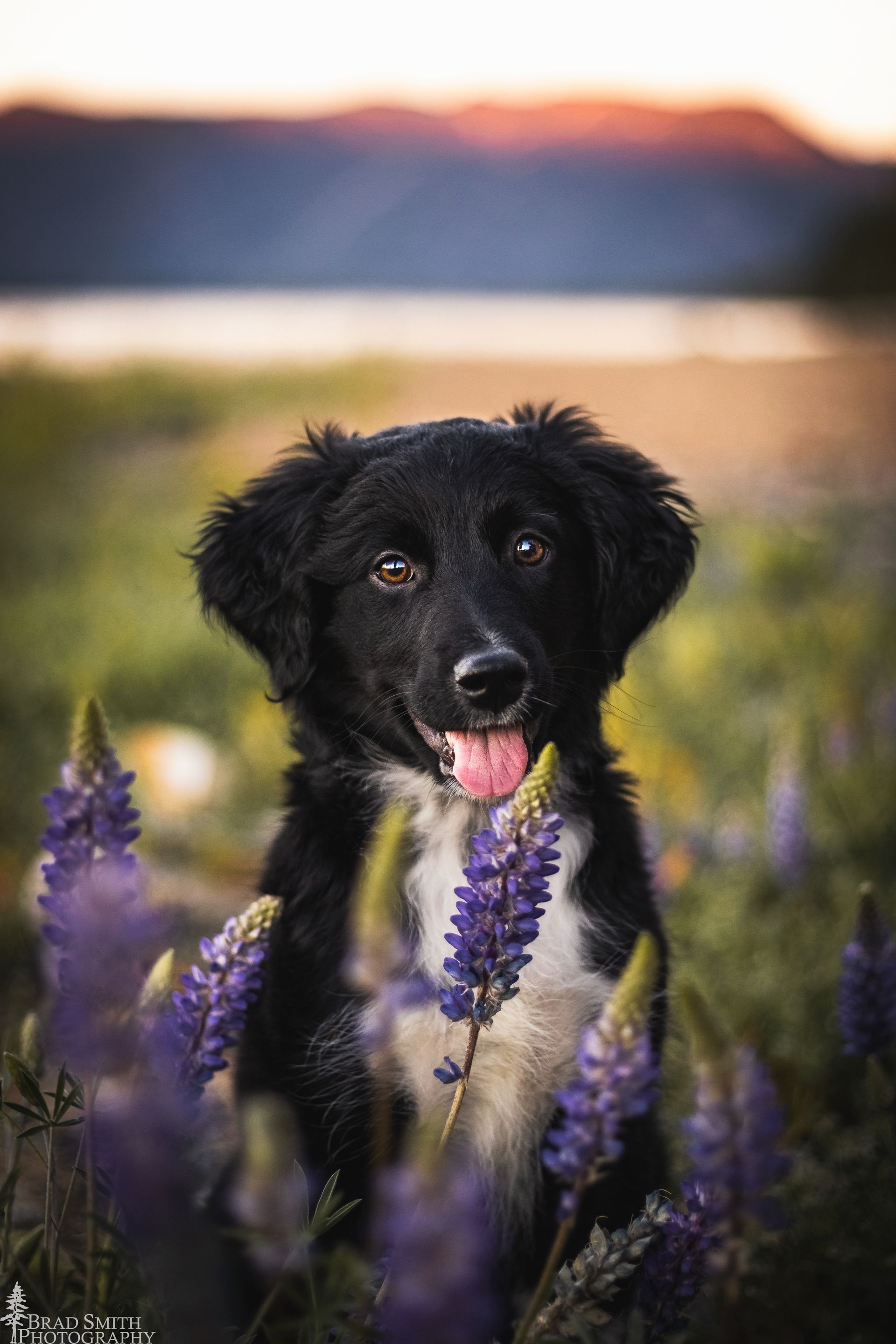 Black dog among purple flowers at sunset, tongue out, with a blurred mountain and lake background