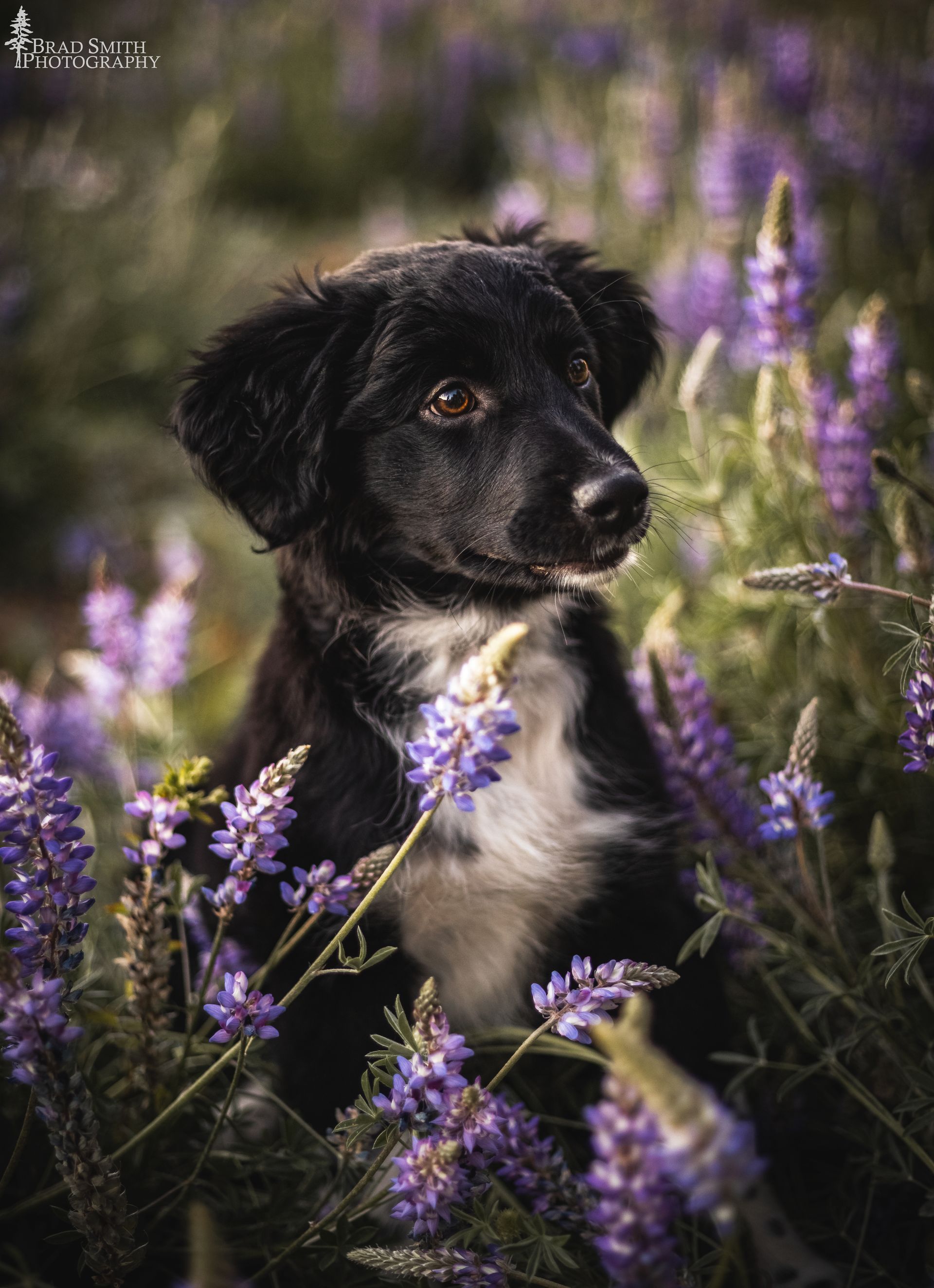 Black dog with white chest sitting among purple wildflowers in a sunlit field