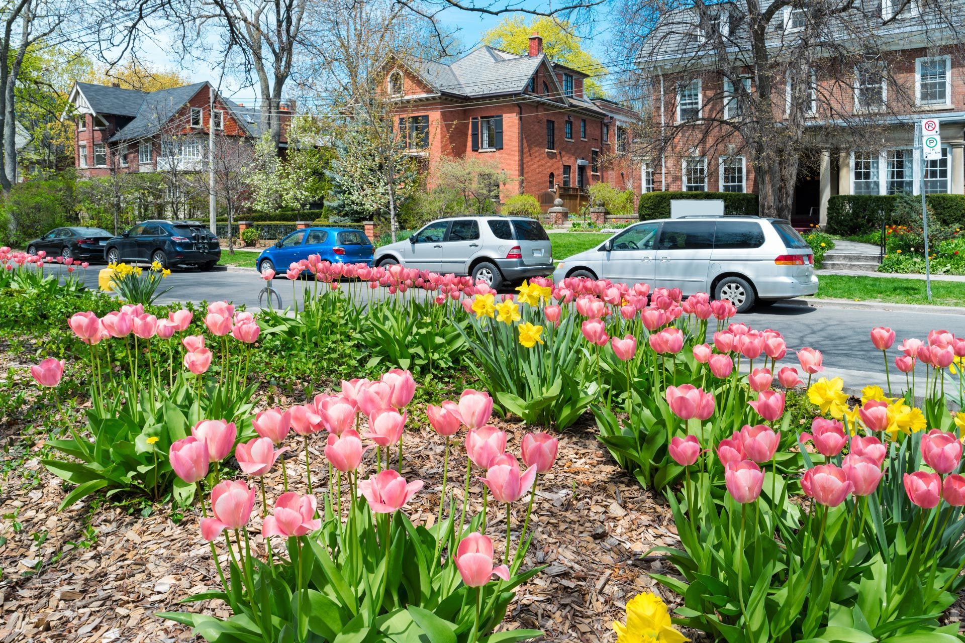  A row of houses in a safe Toronto neighbourhood with cars and flowers lining the street