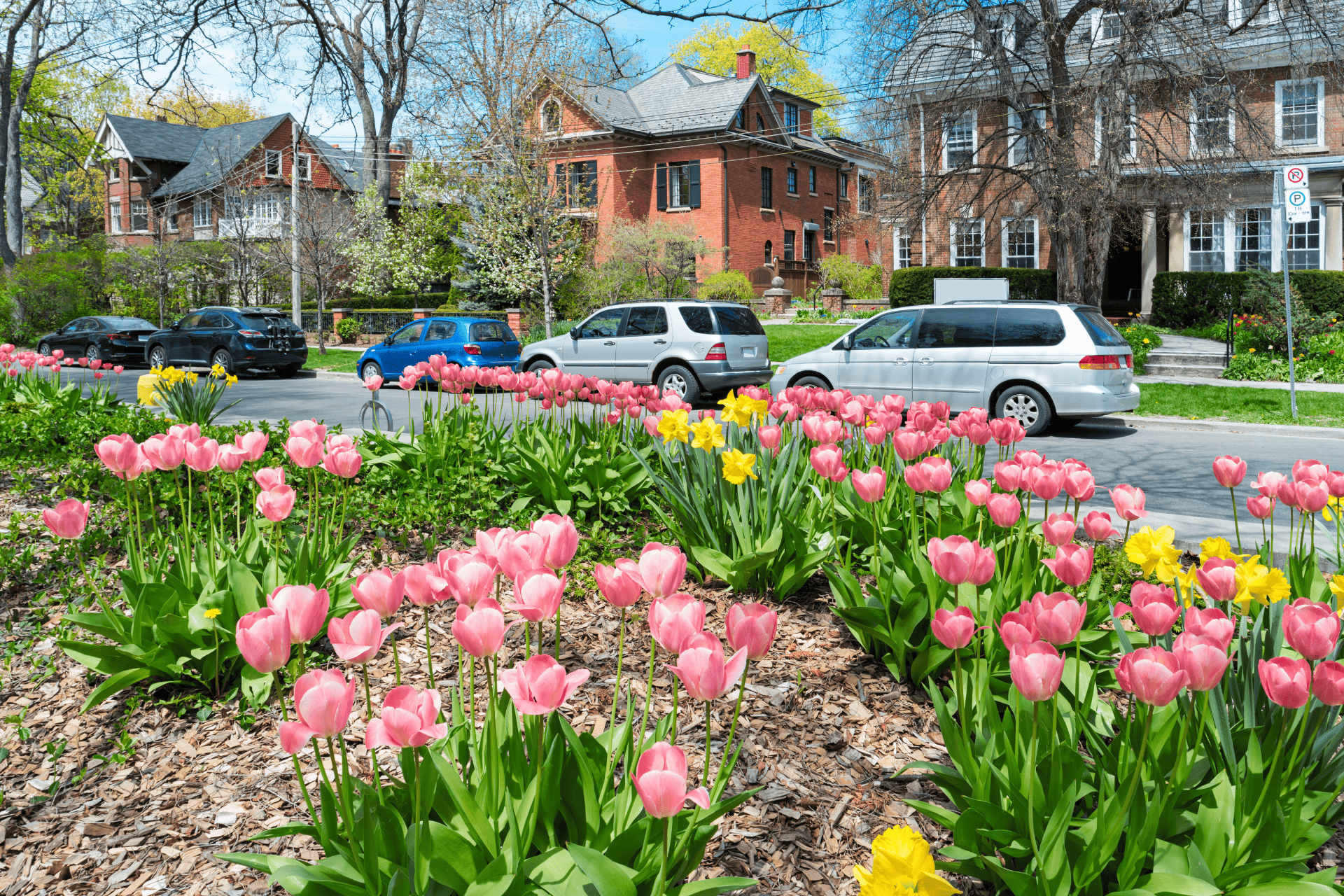 A row of houses in a safe Toronto neighbourhood with cars and flowers lining the street