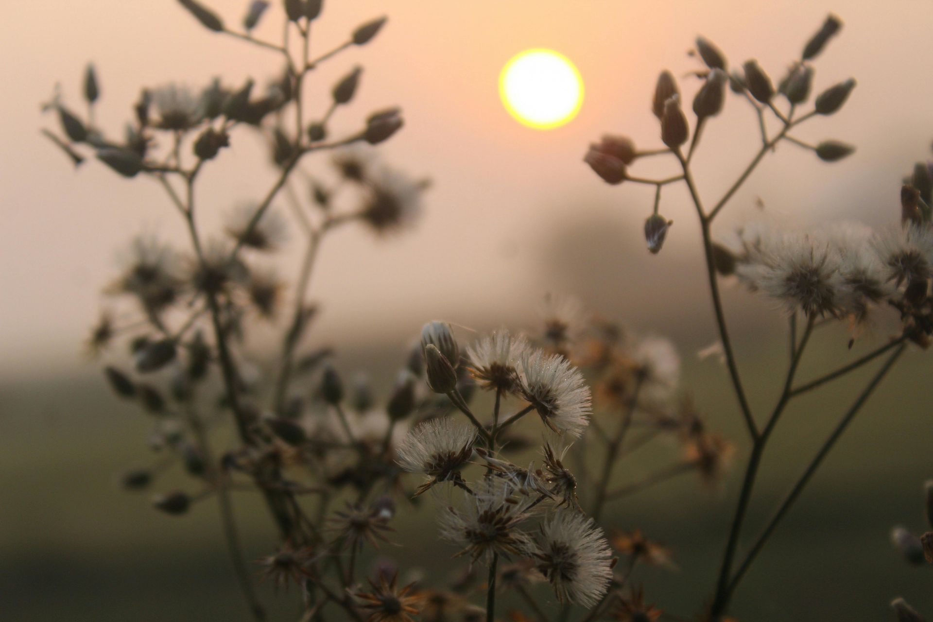 Wildflowers silhouetted against a soft sunrise or sunset sky