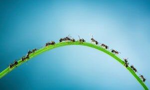 Carpenter ant extermination - Pest Control in Beaverton, OR